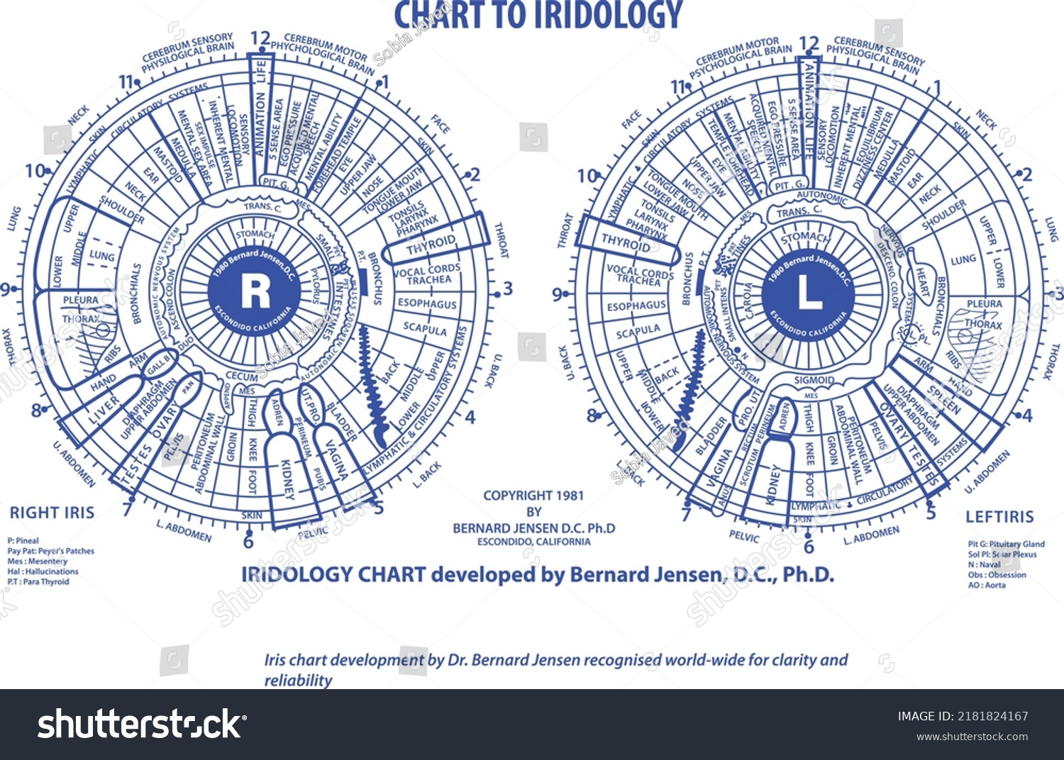 Vector Chart Iridology By Dr Bernards Stock Vector (Royalty Free