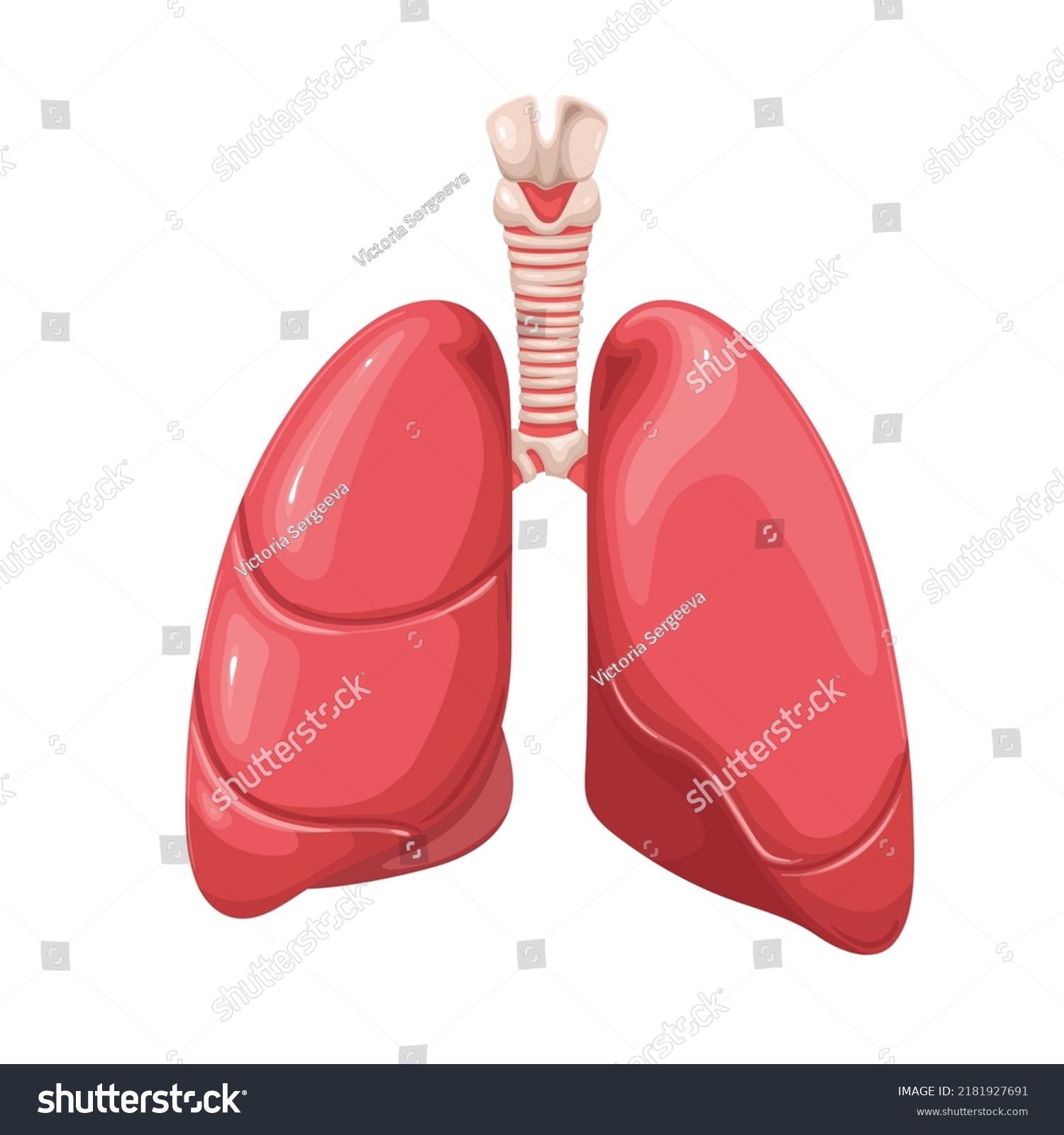 Human Lungs Internal Organ Part Respiratory Stock Vector (royalty Free 