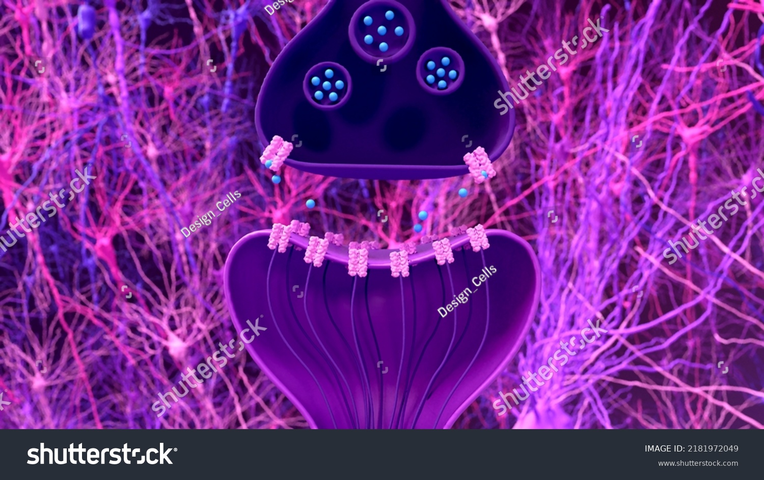 Synapse Neuron Transmission Nerve Signal Between Stock Illustration 2181972049 Shutterstock 9551