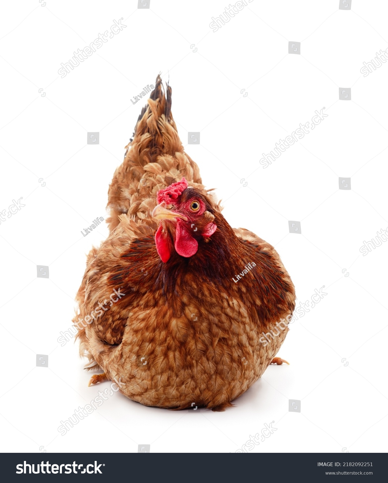 Small Brown Chicken Isolated On White Stock Photo 2182092251 