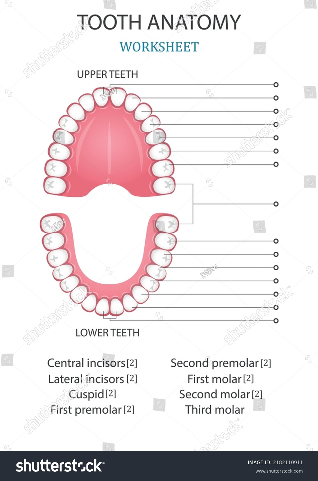 Education Chart Biology Teeth Learning Words Stock Vector (Royalty Free ...