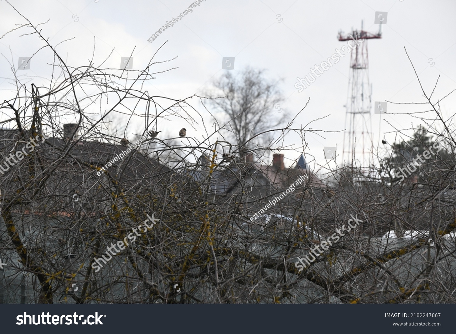 Sparrows Naked Tree Branches Stock Photo Shutterstock