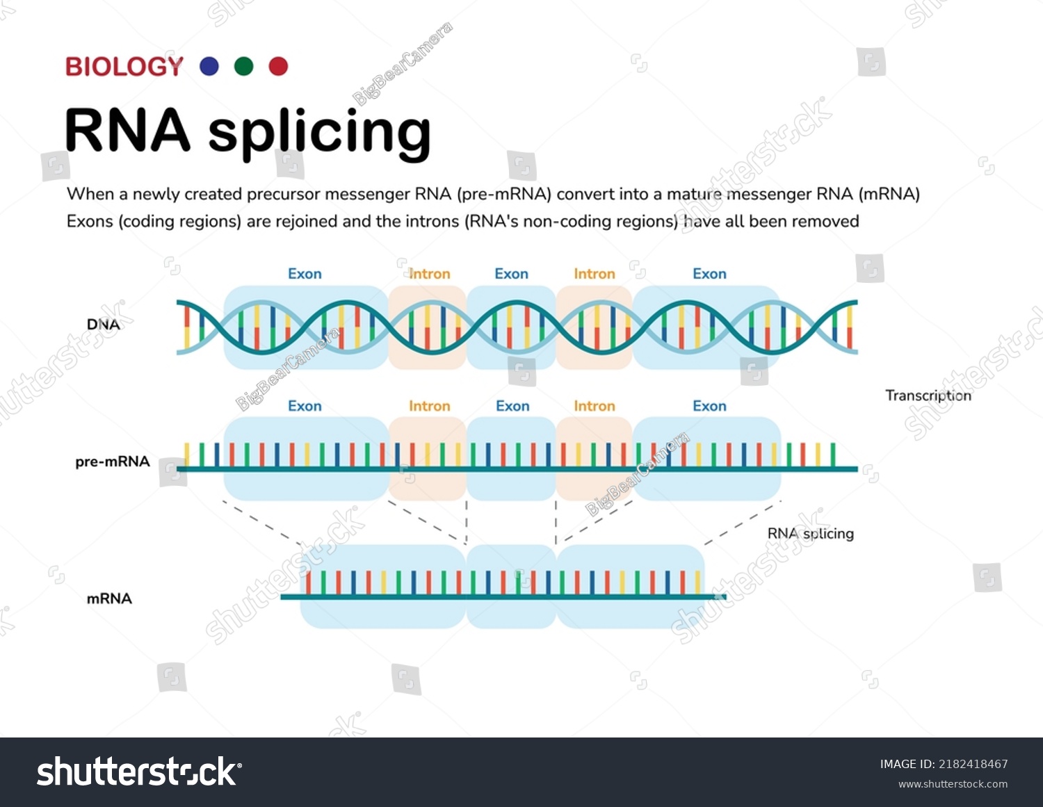 Diagram Showing Biological Process Rna Splicing Stock Vector (Royalty ...