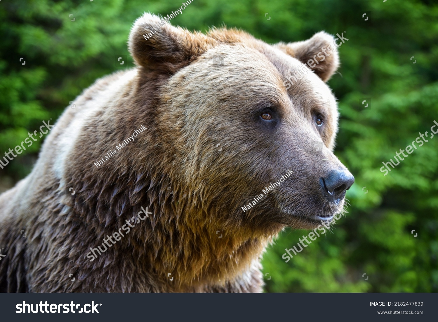 Brown Bear Portrait Side View Bear Stock Photo 2182477839 | Shutterstock