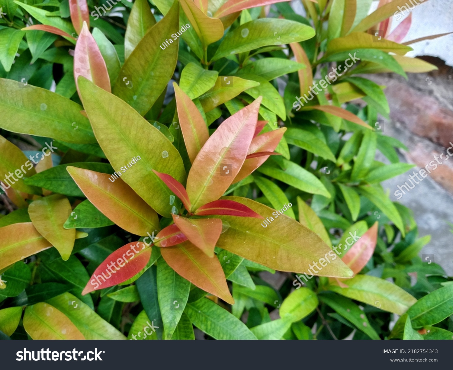 Red Shoot Tree Red Shoot Leaf Stock Photo 2182754343 | Shutterstock