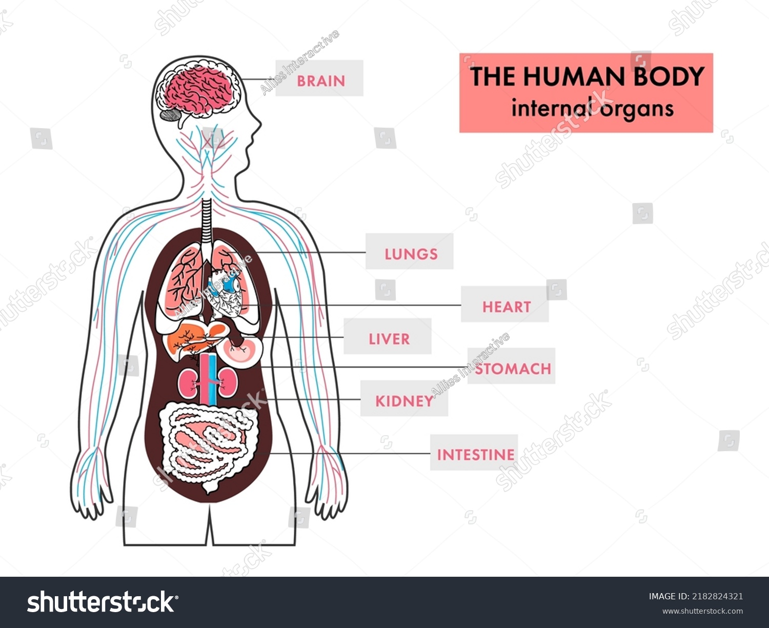 3 Funtional Anatomy Shutterstock 3-funtional-anatomy-shutterstock