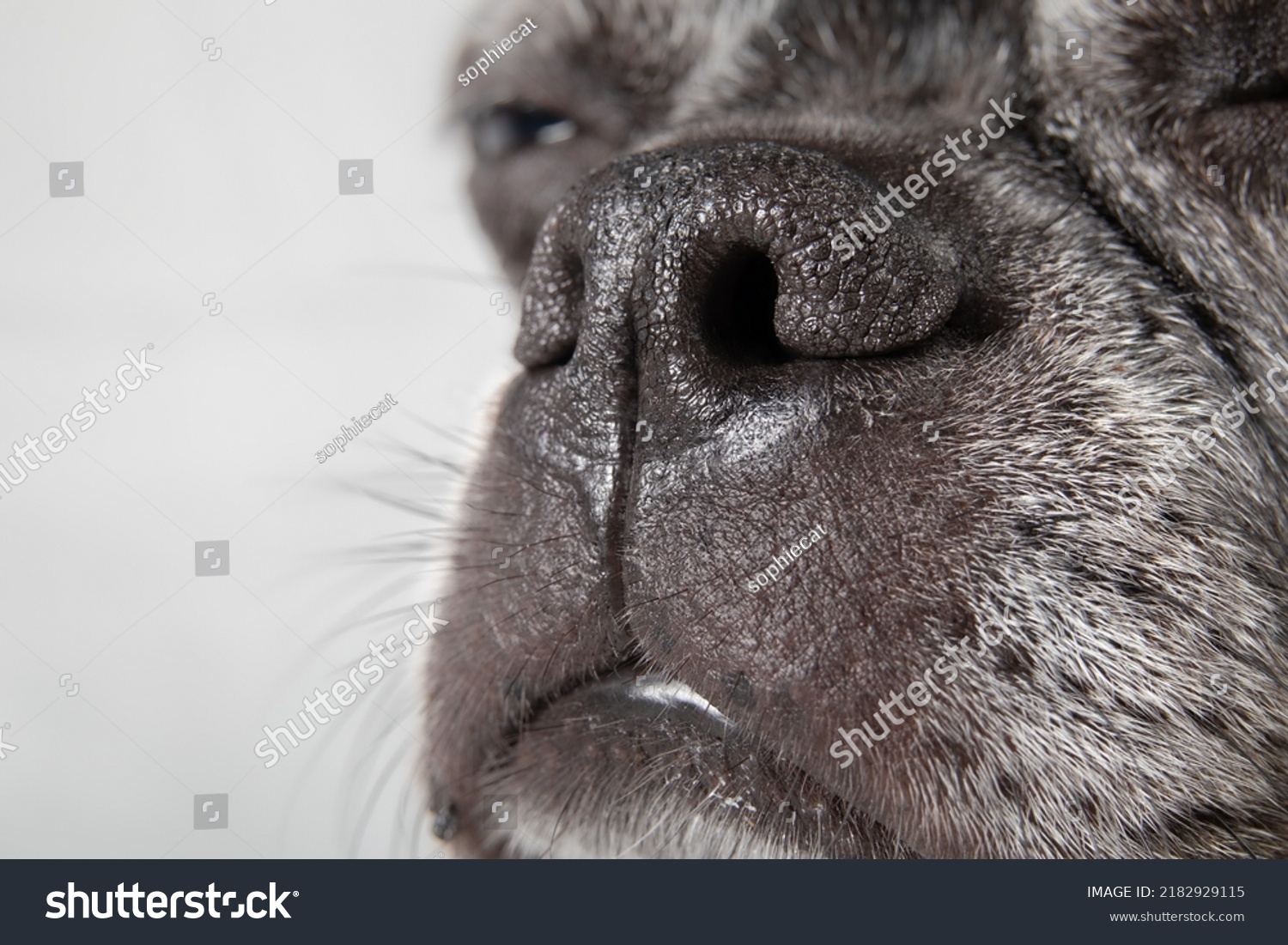 a long flat nose dog