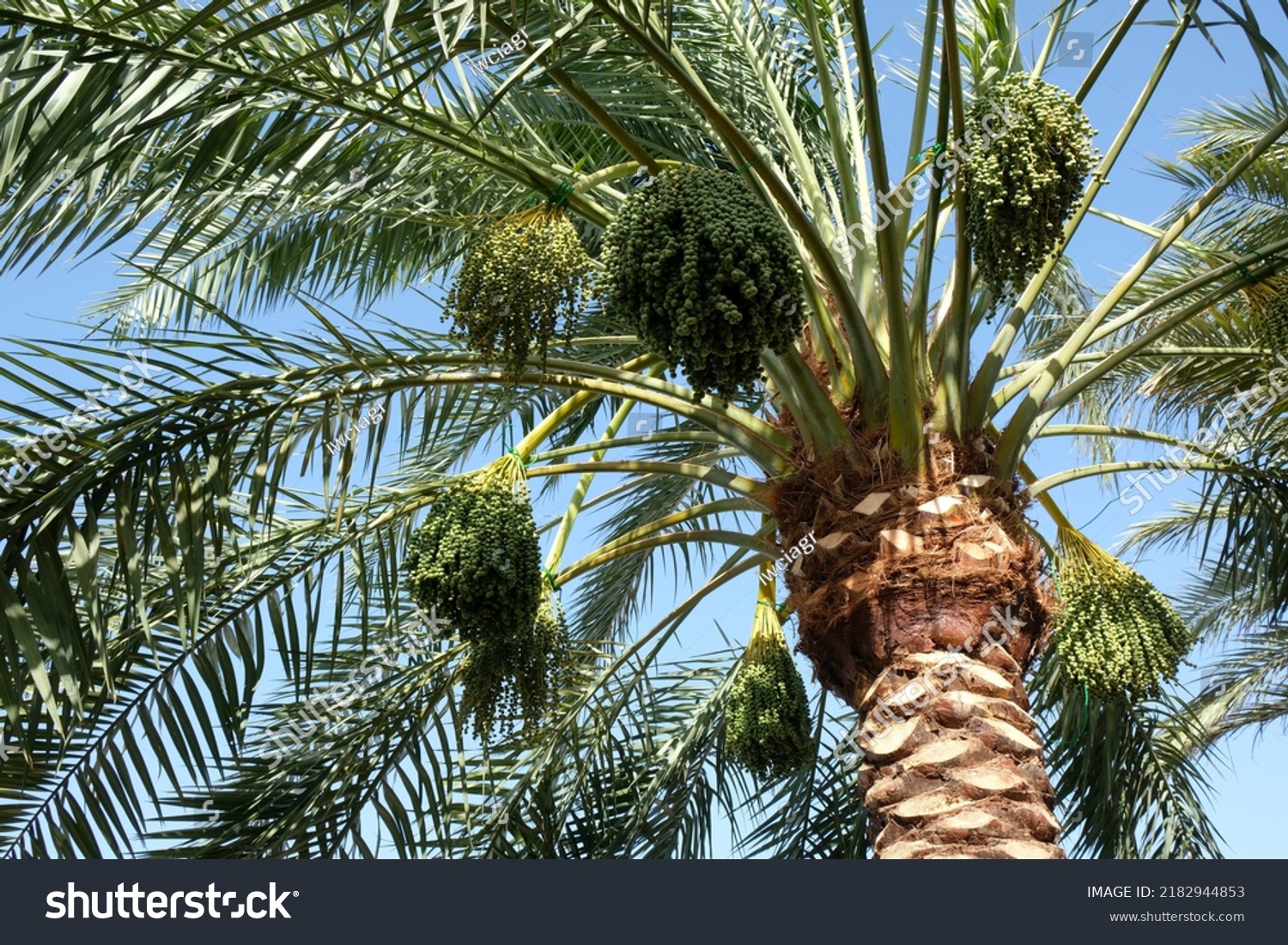 Close Fruits Phoenix Dactylifera Date Date Stock Photo 2182944853 ...