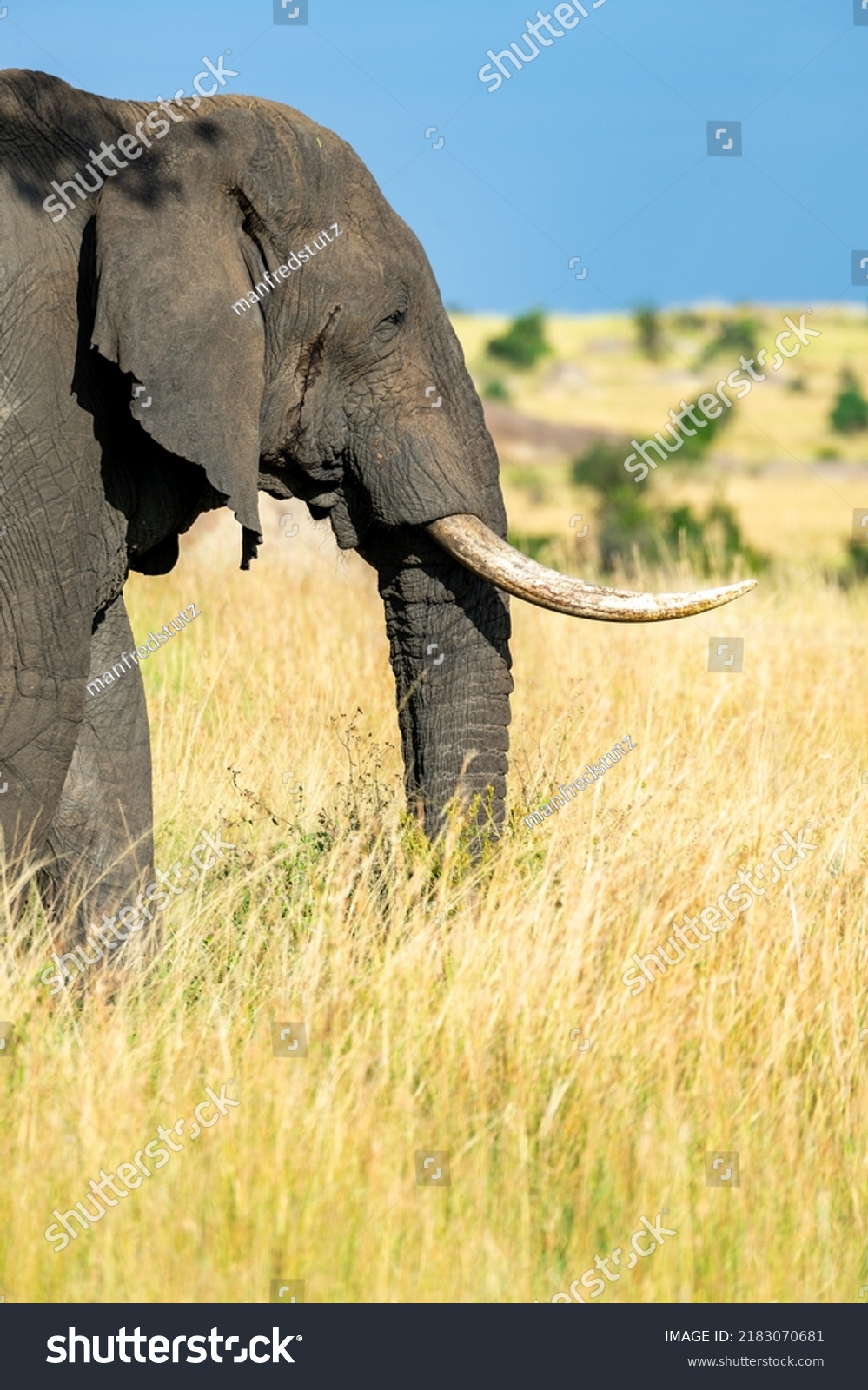 Portrait African Elephant Habitat Stock Photo 2183070681 Shutterstock