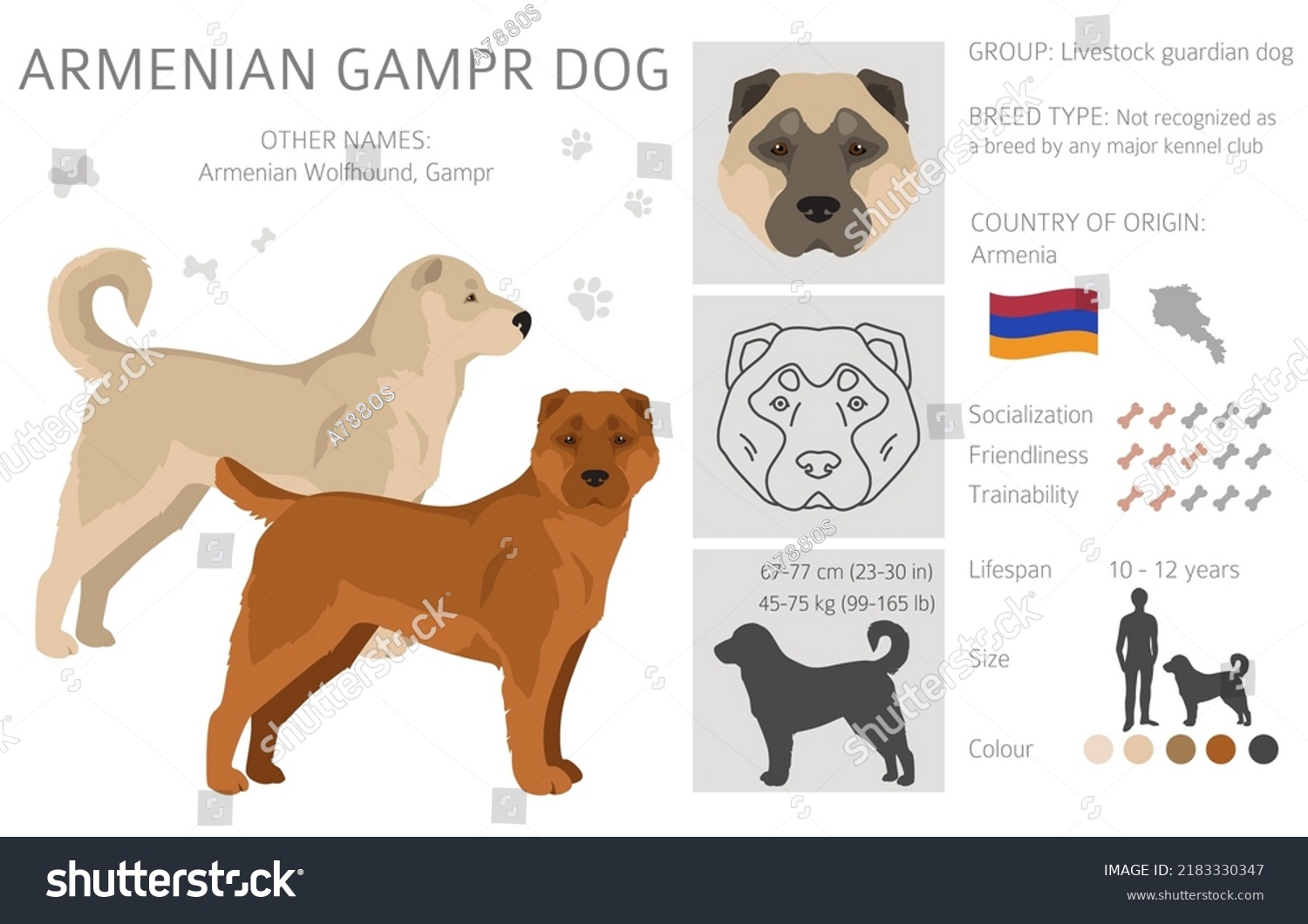 what is the breed of armenian gampr dog