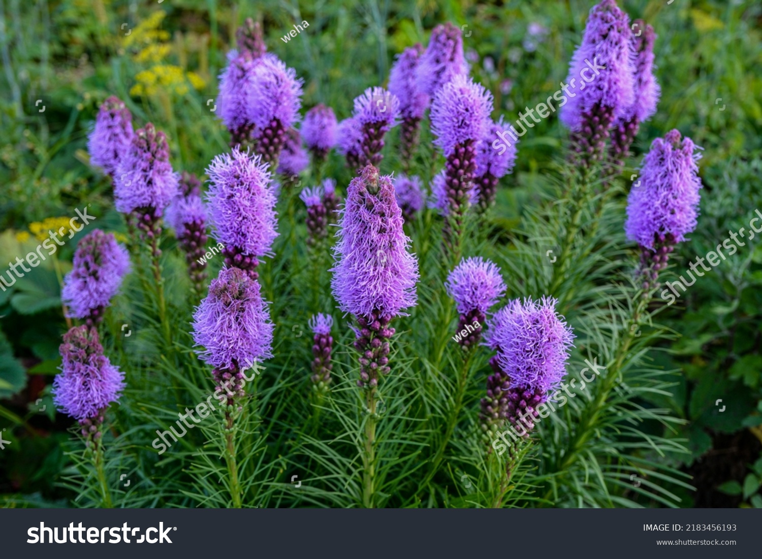 Purple Liatris Spicata Flowers Green Leaves Stock Photo 2183456193 ...