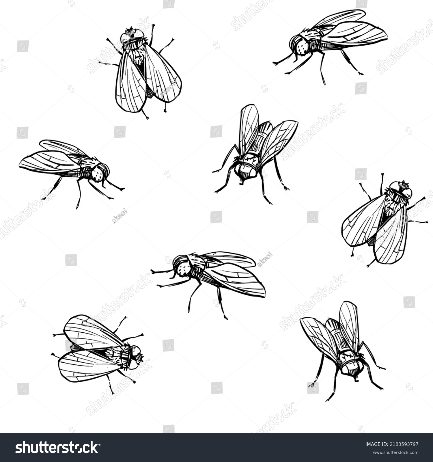 Fly Pattern Sketch Illustration Insect Hand Stock Vector (Royalty Free ...