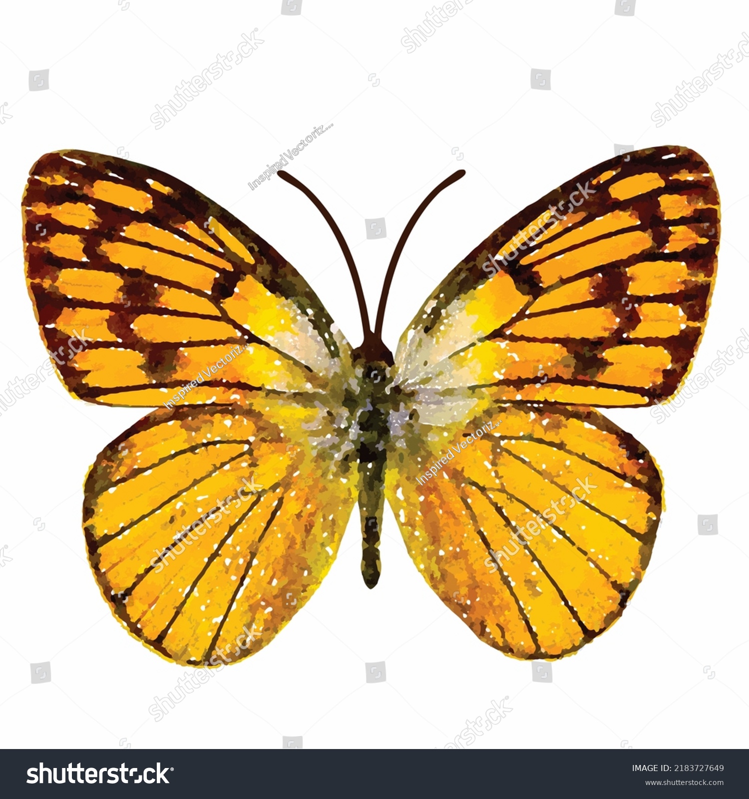 Colotis Aurigineus Tropical Butterfly Vector Illustration Stock Vector ...