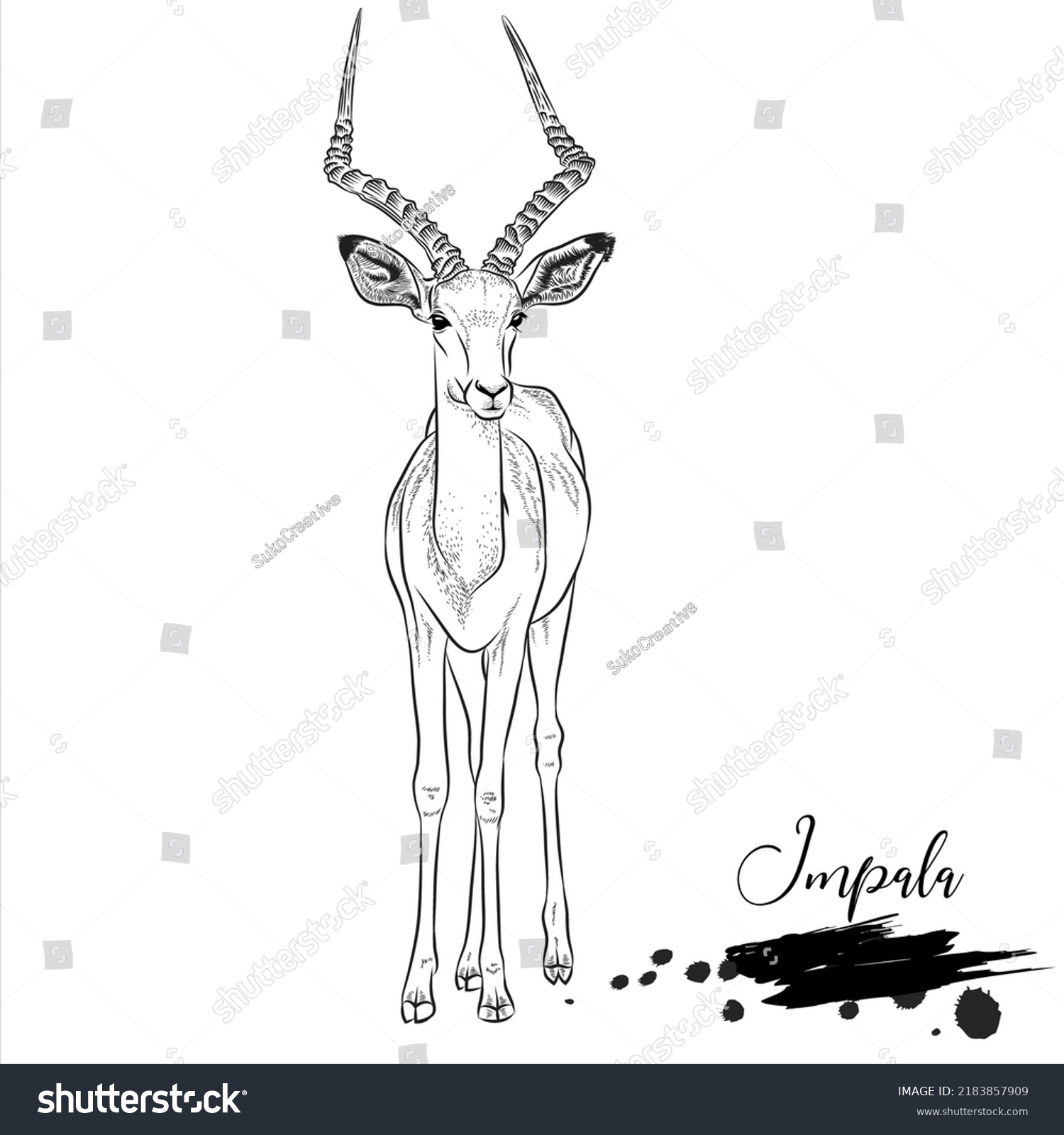 Impala Hand Drawing Wild Animal Realistic Stock Vector (Royalty Free ...