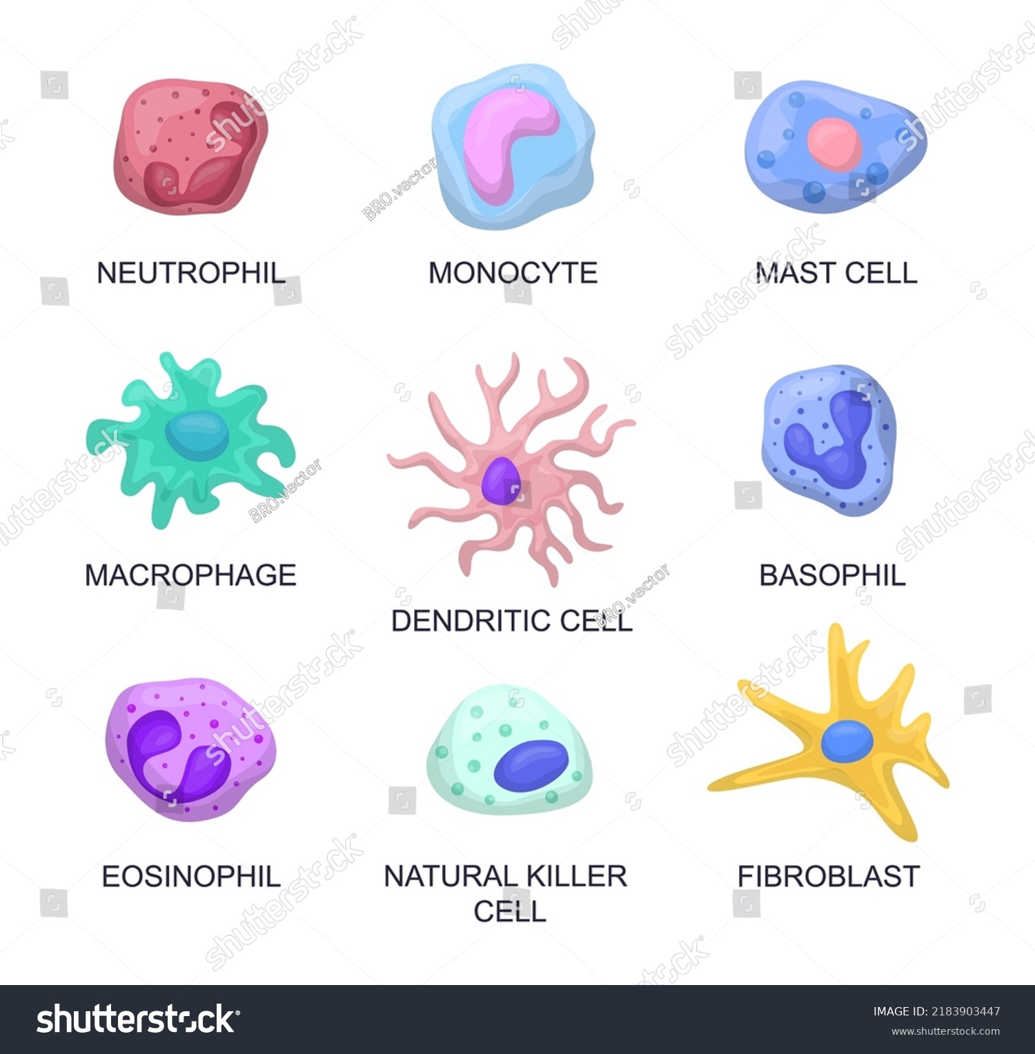 Types Blood Cells Vector Illustrations Set Stock Vector (Royalty Free ...