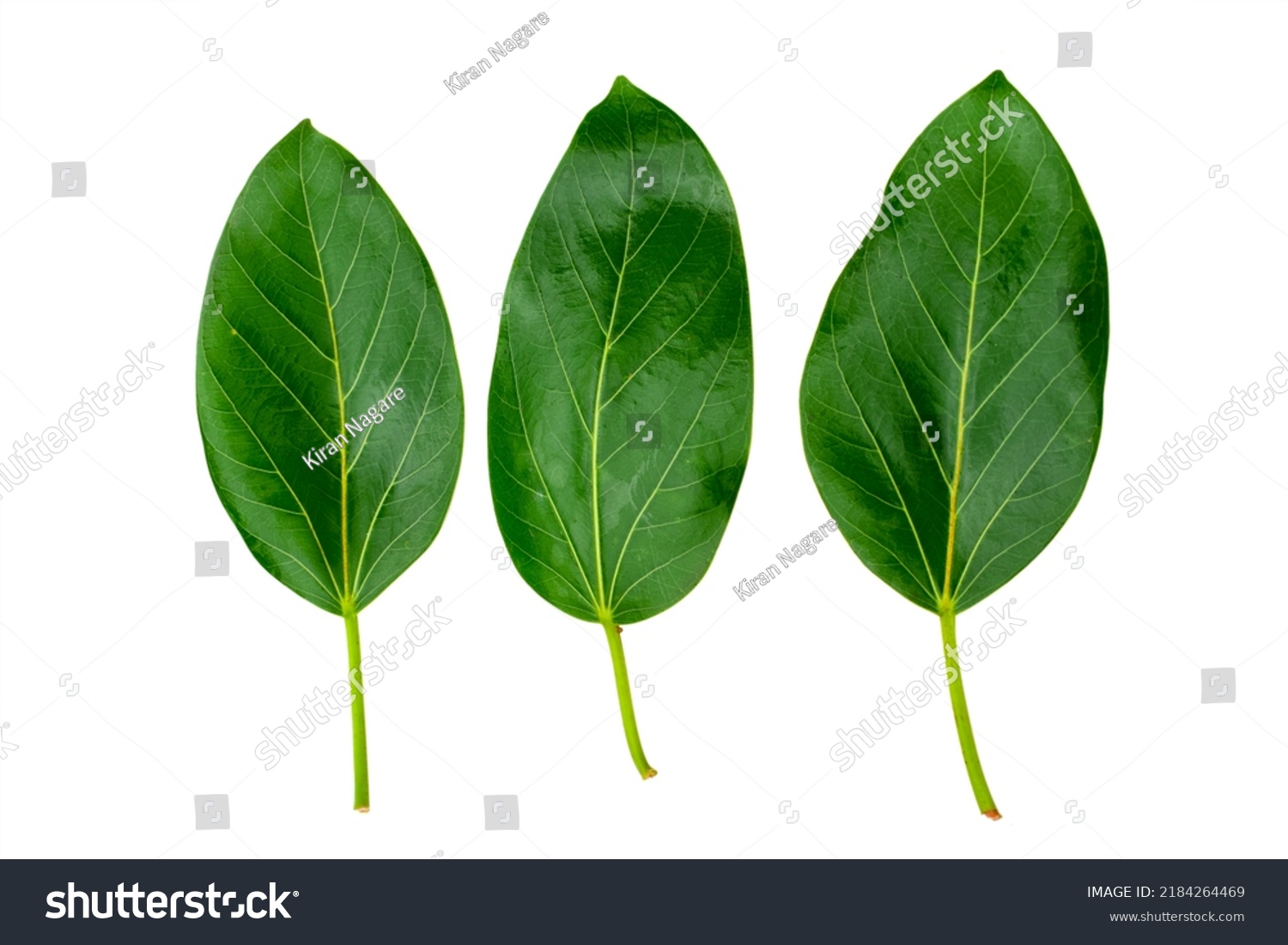 Banyan Tree Leaves Isolated On White Stock Photo 2184264469 