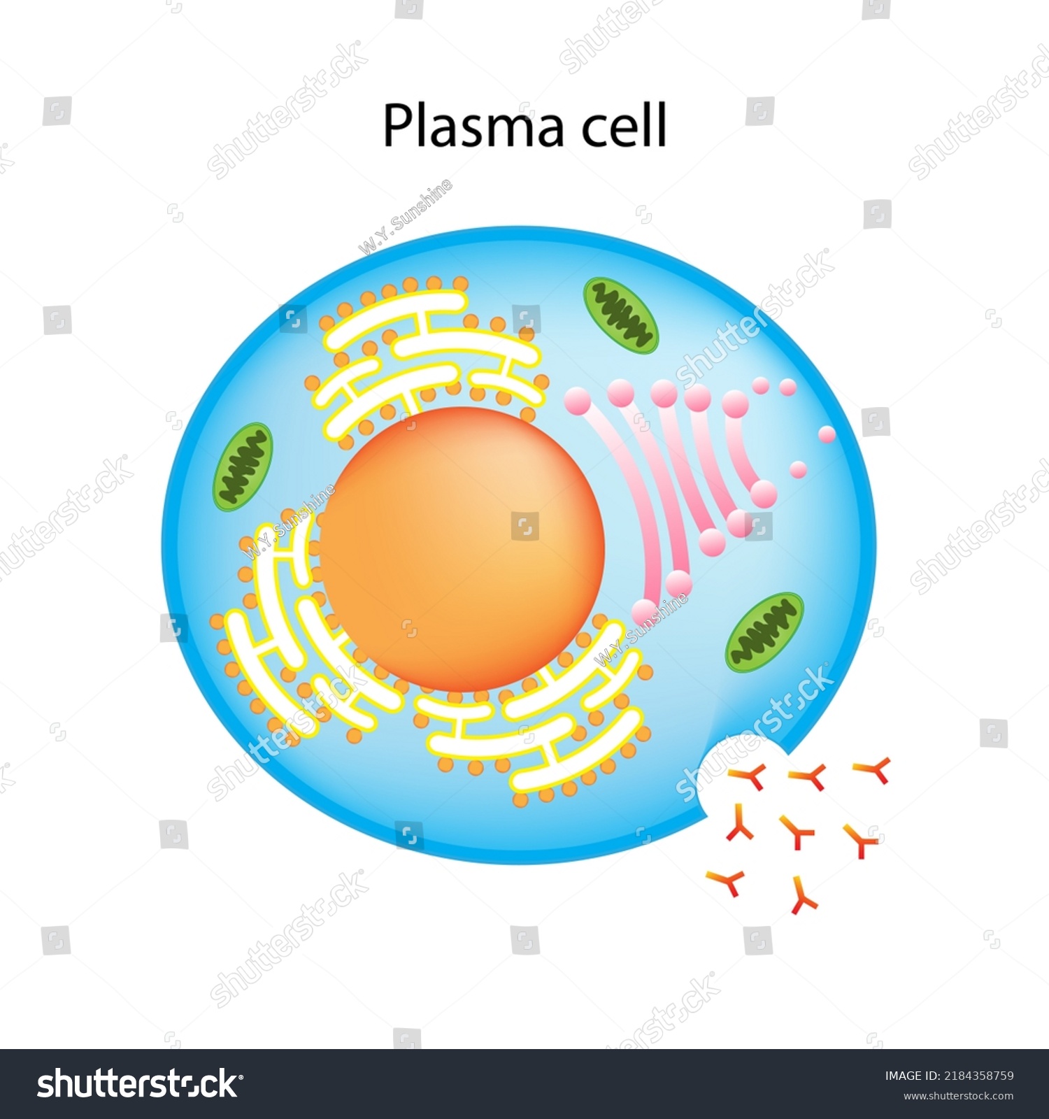 Structure Plasma Cell B Cell White Stock Illustration 2184358759 ...