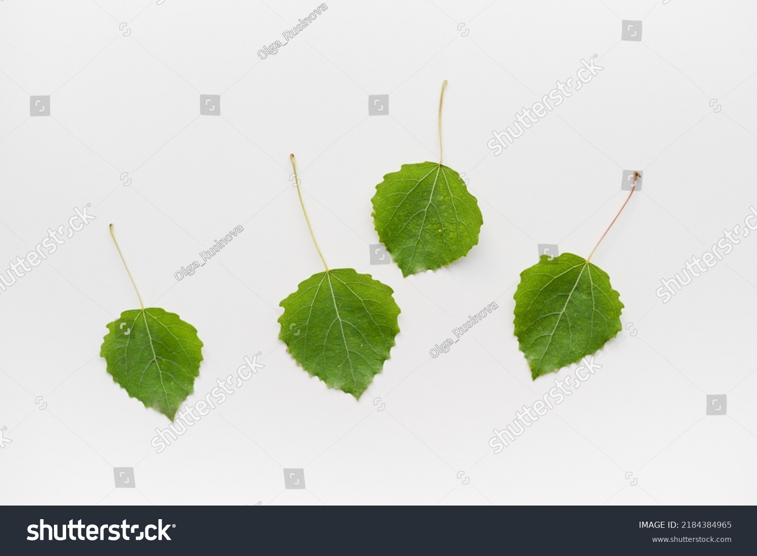 Aspen Leaves On White Background Green Stock Photo 2184384965