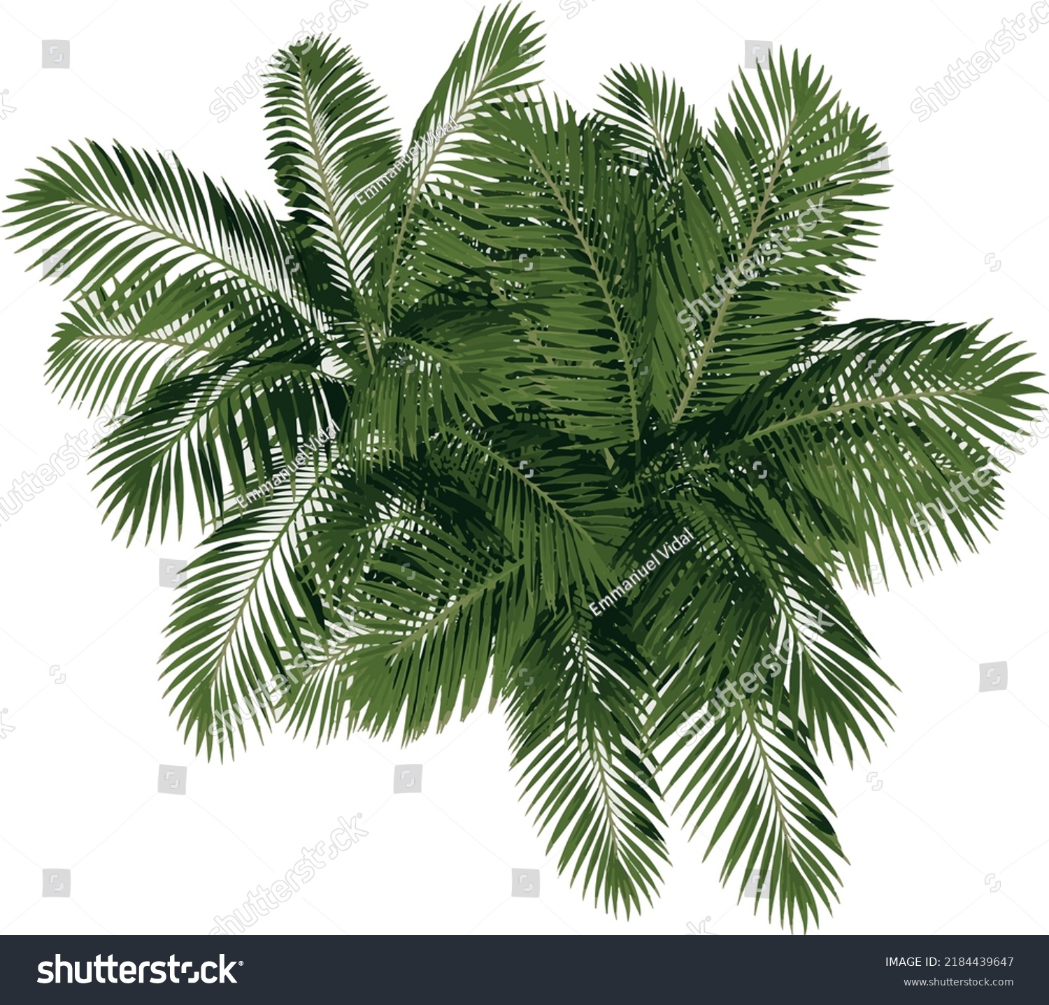 Top View Plant Generic Palm Tree Stock Vector Royalty Free Shutterstock