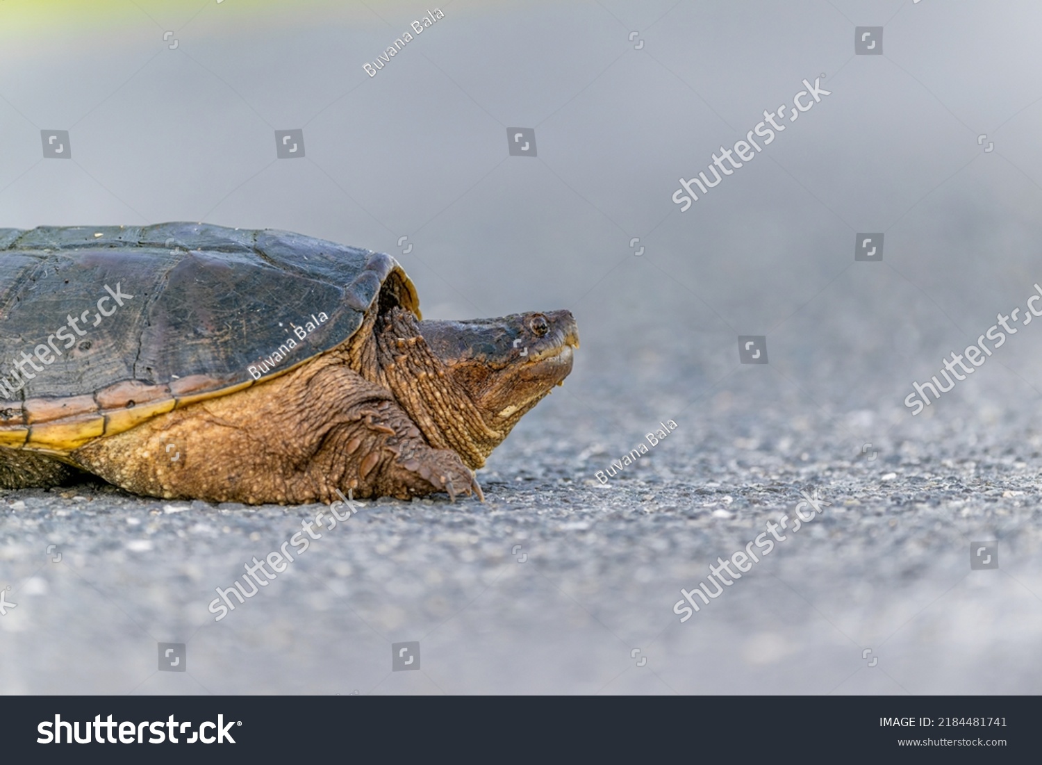 Scared Tucked Common Snapping Turtle Peeks Stock Photo 2184481741 ...