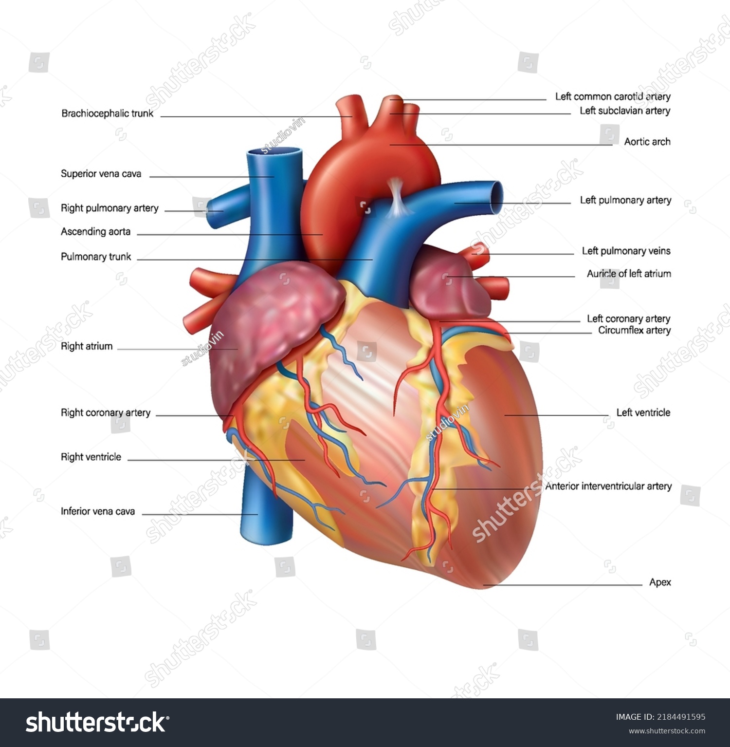 Anatomy Heart Human Heart On White Stock Vector (Royalty Free ...