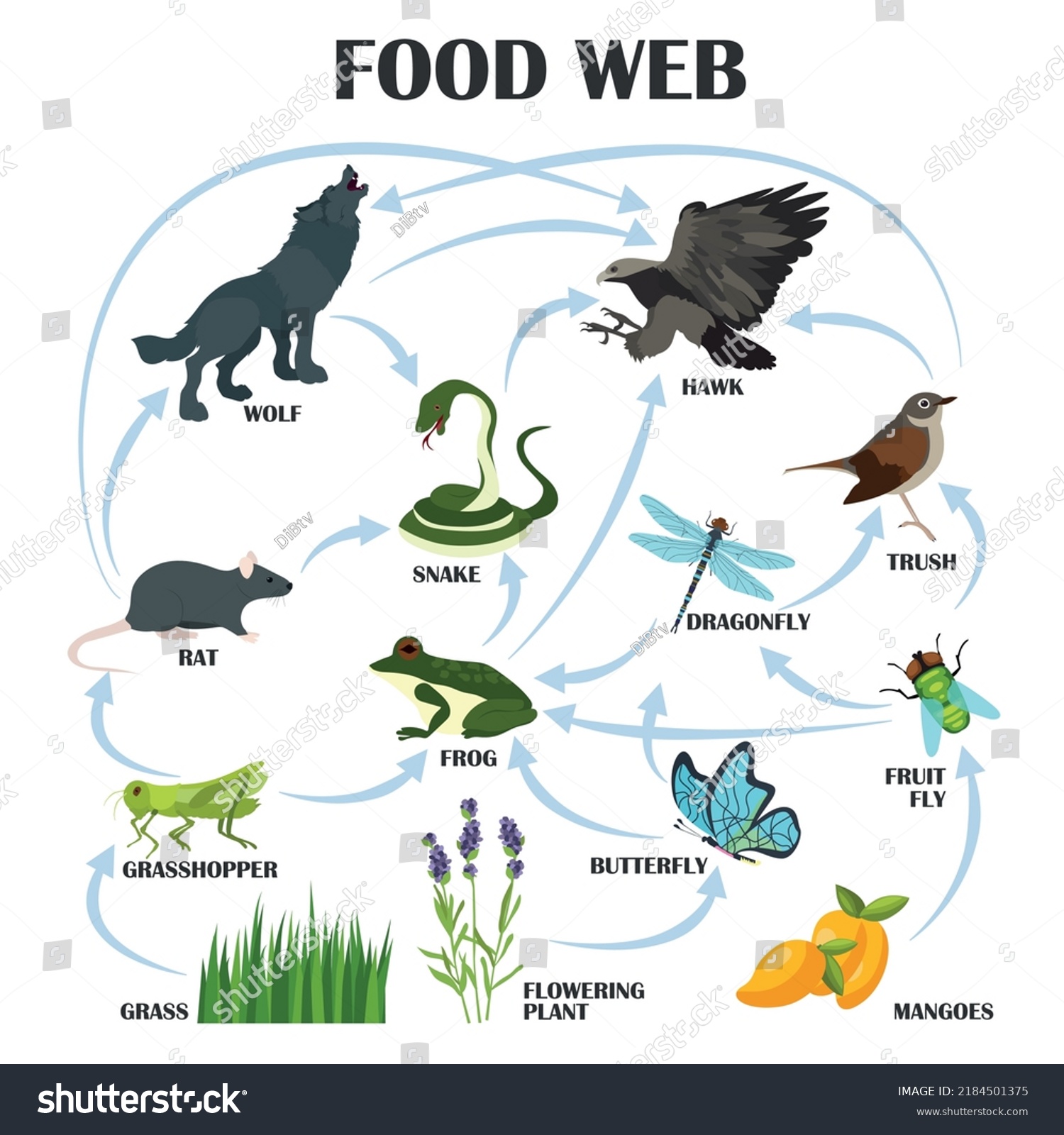 Food Web Colored Vector Illustration Stock Vector (royalty Free 