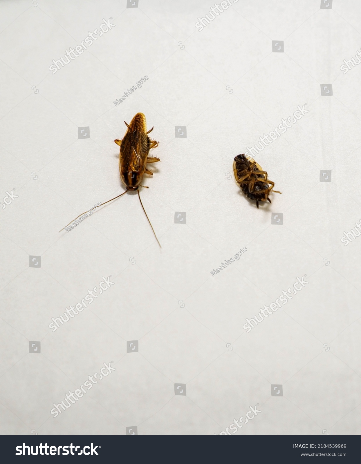 Corpses Different Kinds Cockroaches Stock Photo 2184539969 | Shutterstock