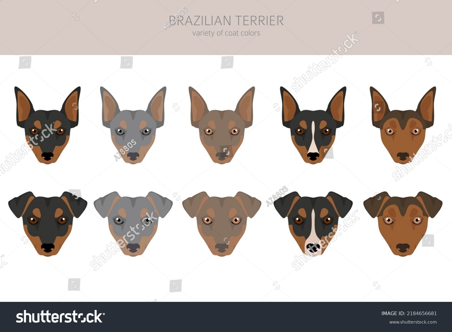 Brazilian Terrier Clipart Different Coat Colors Stock Vector (Royalty ...