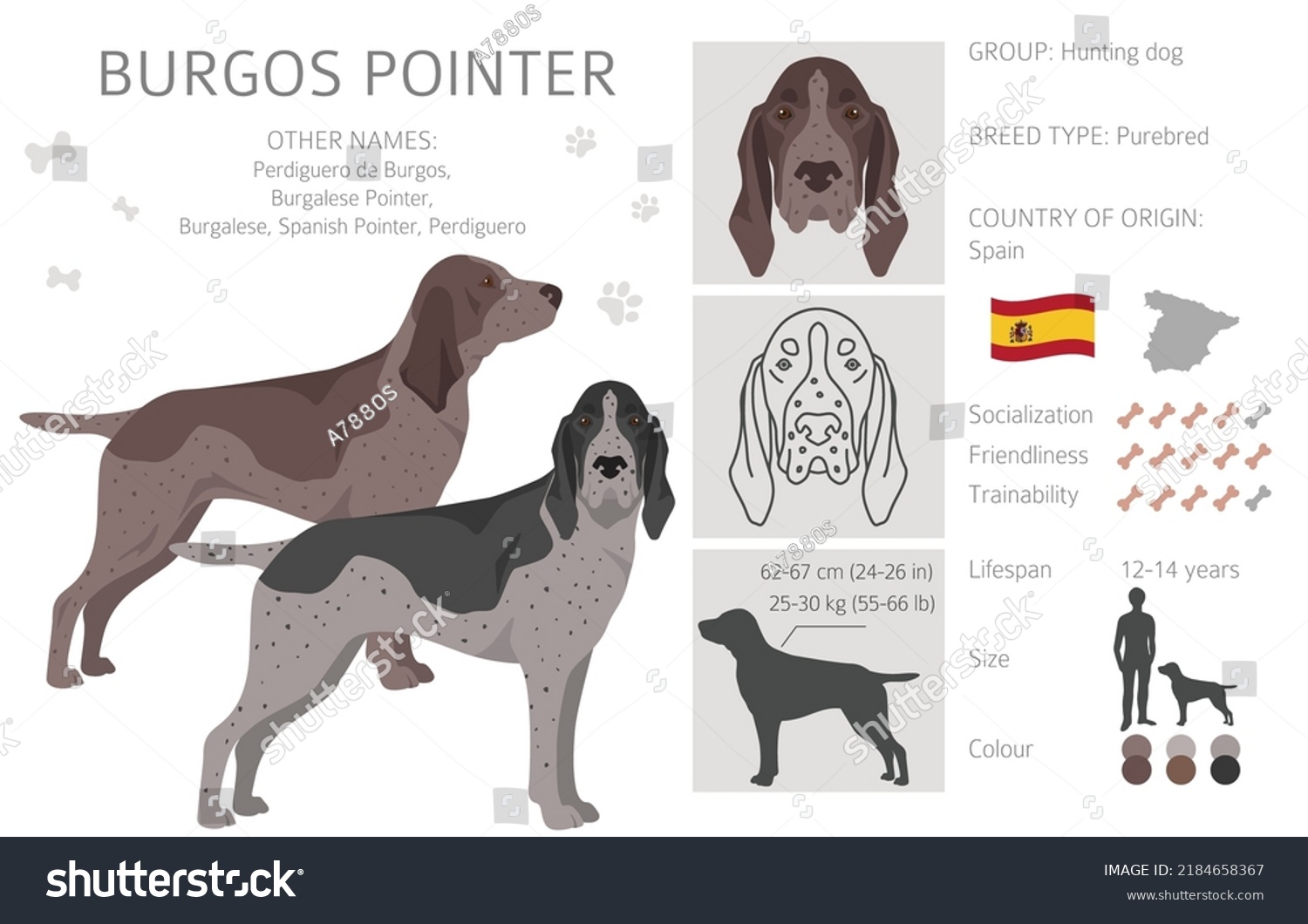 Burgos Pointer Clipart Different Coat Colors Stock Vector (royalty Free 