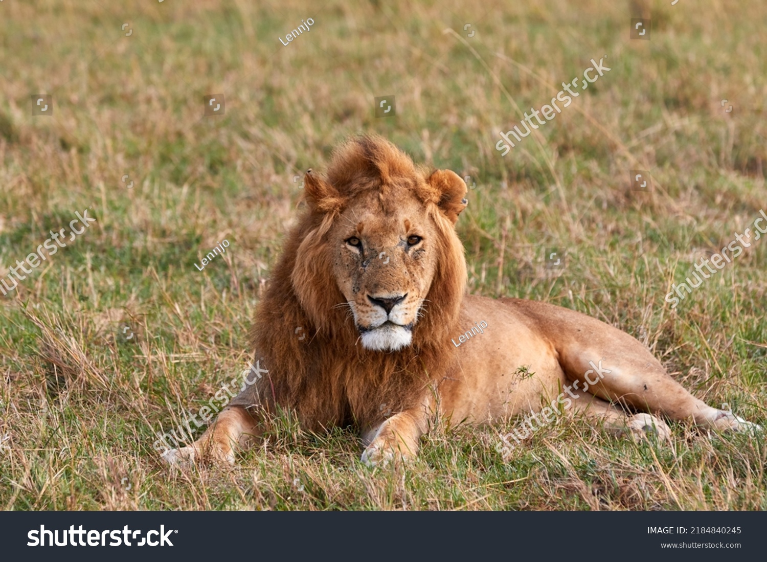 Big Male Lion Topi Pride Stock Photo 2184840245 Shutterstock