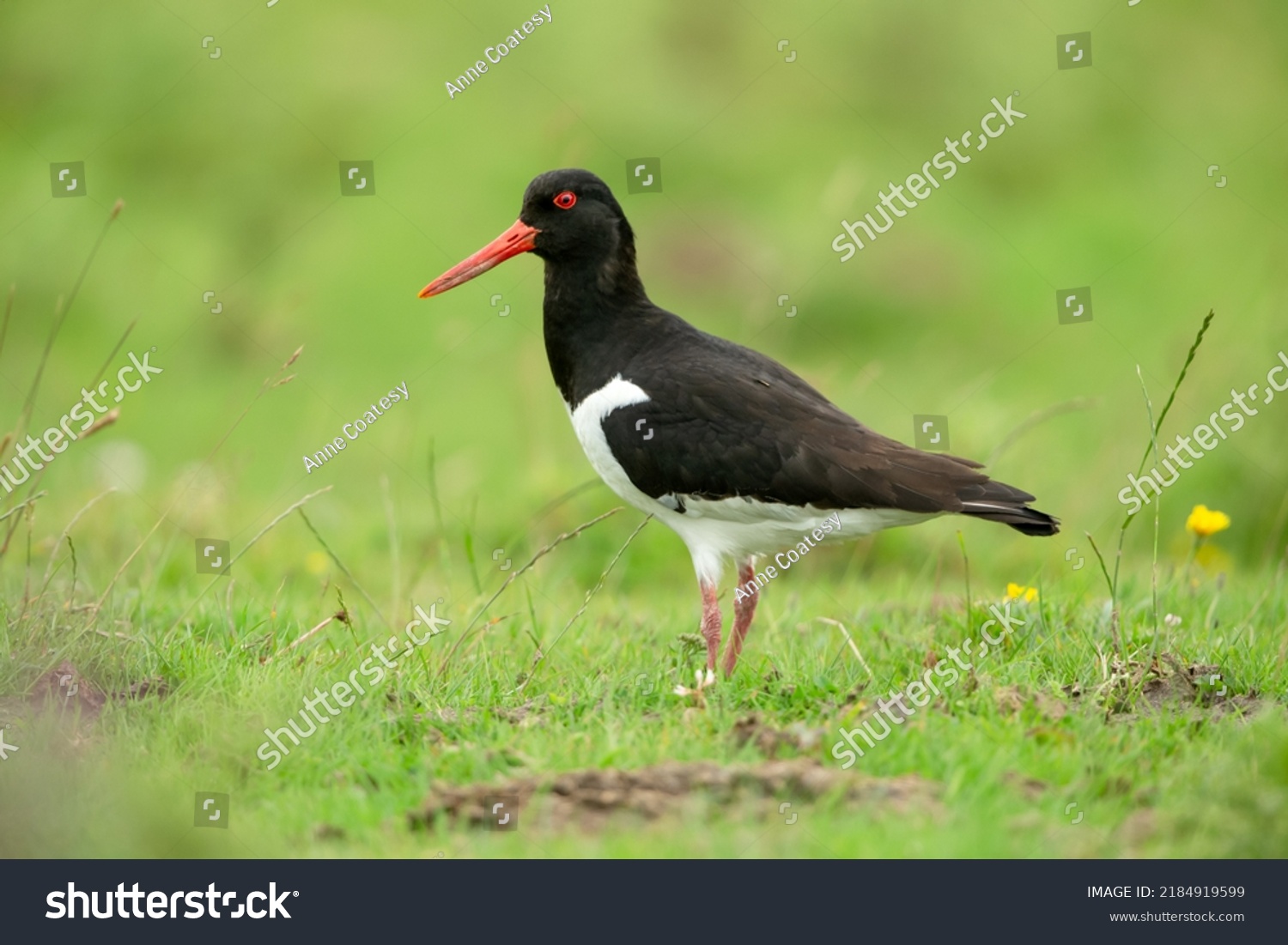 Close Oystercatcher Bright Orange Beak Eye Stock Photo 2184919599 ...