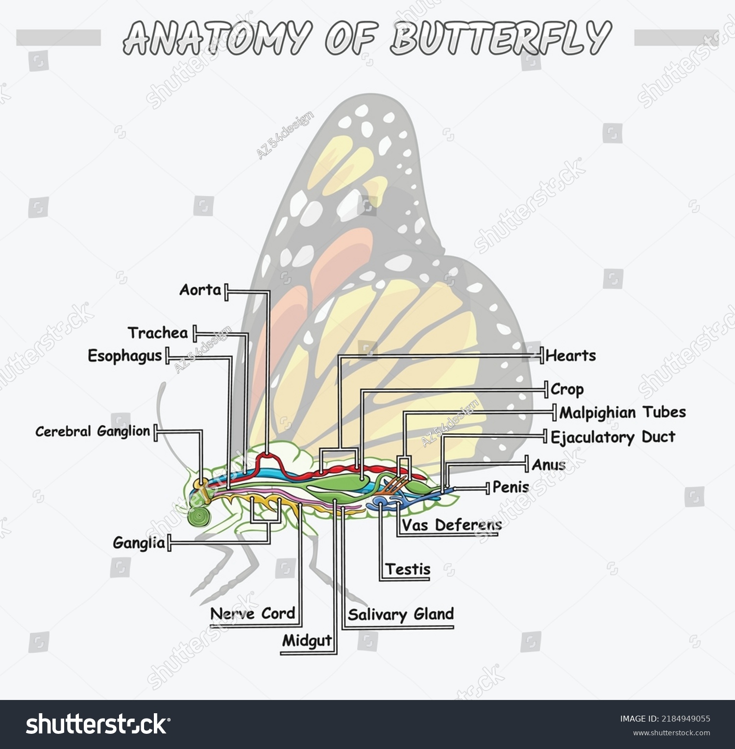 Anatomy Butterfly Vector Vector File Colorful Stock Vector (Royalty ...