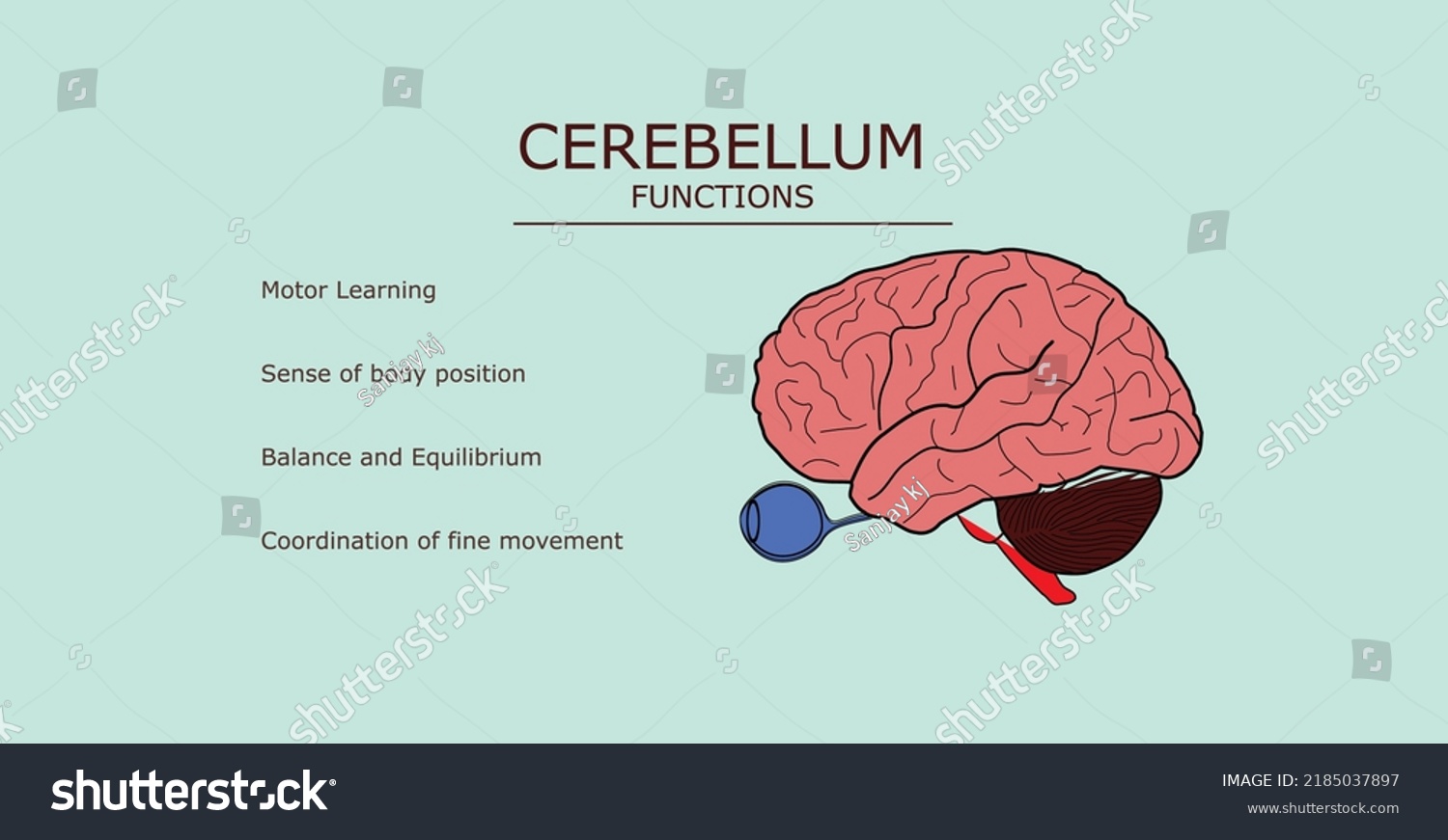 Vector Illustration Part Brain Cerebellum Functions Stock Vector Vector Illustration Part Brain Cerebellum Functions Stock Vector