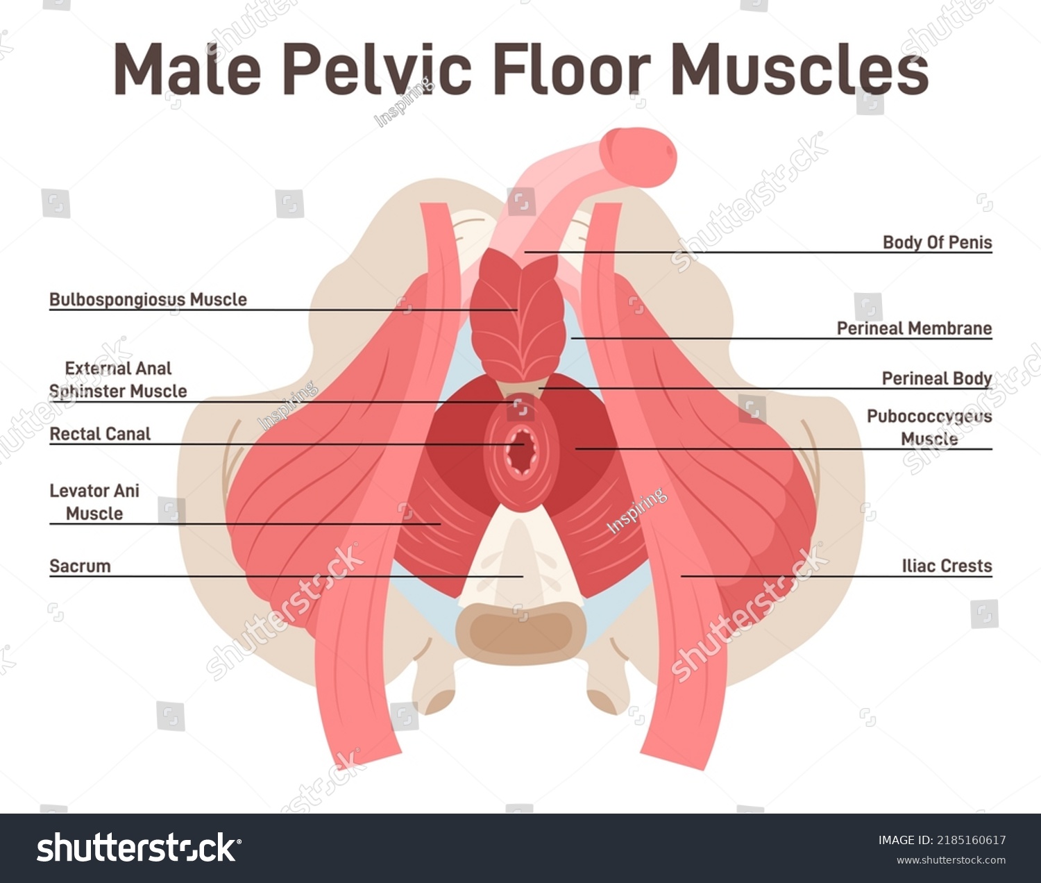 Vektor Stok Anatomy Male Pelvic Floor Muscles Crotch Tanpa Royalti 2185160617 Shutterstock