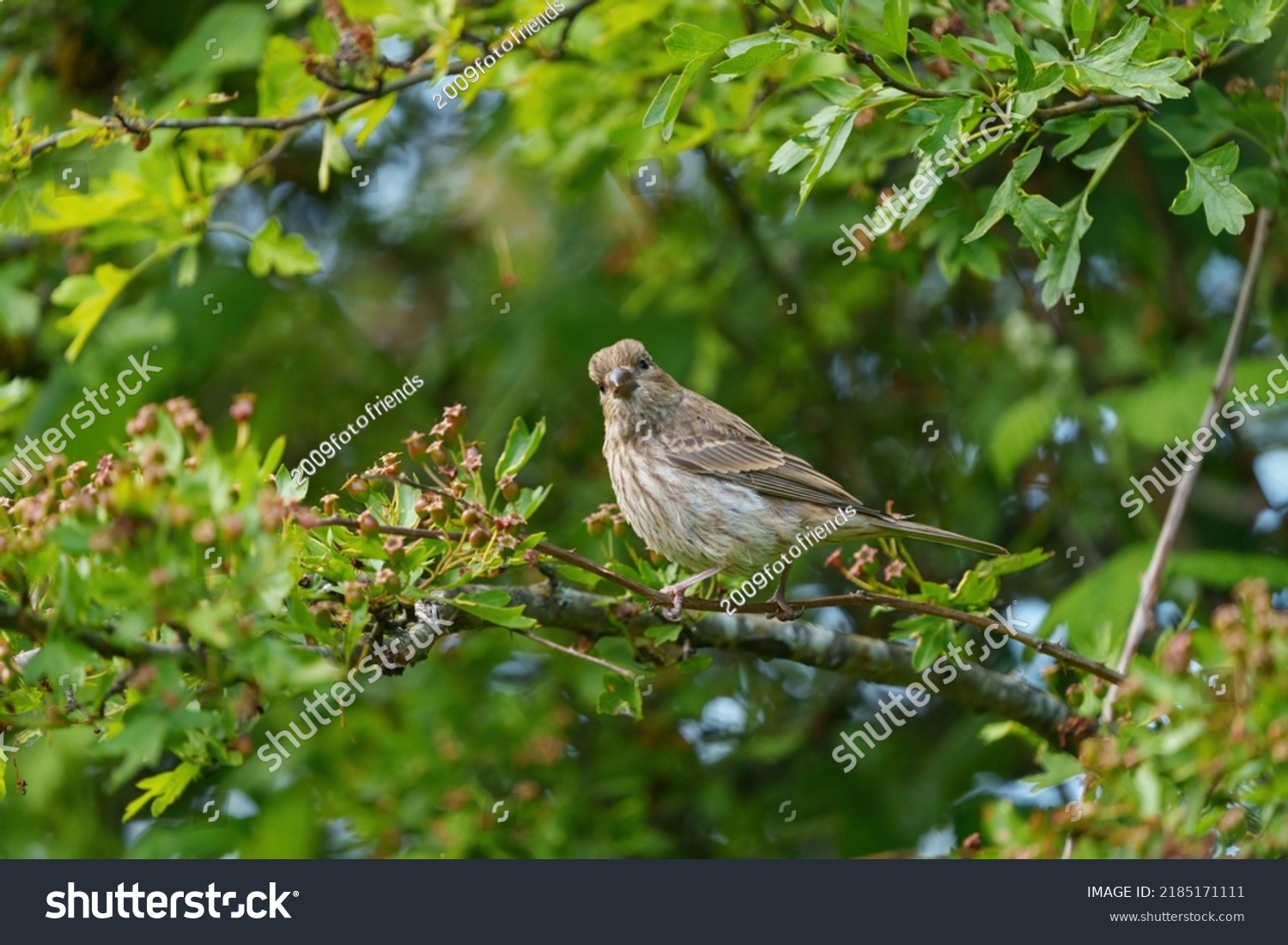 5,805 Song finch Images, Stock Photos & Vectors | Shutterstock