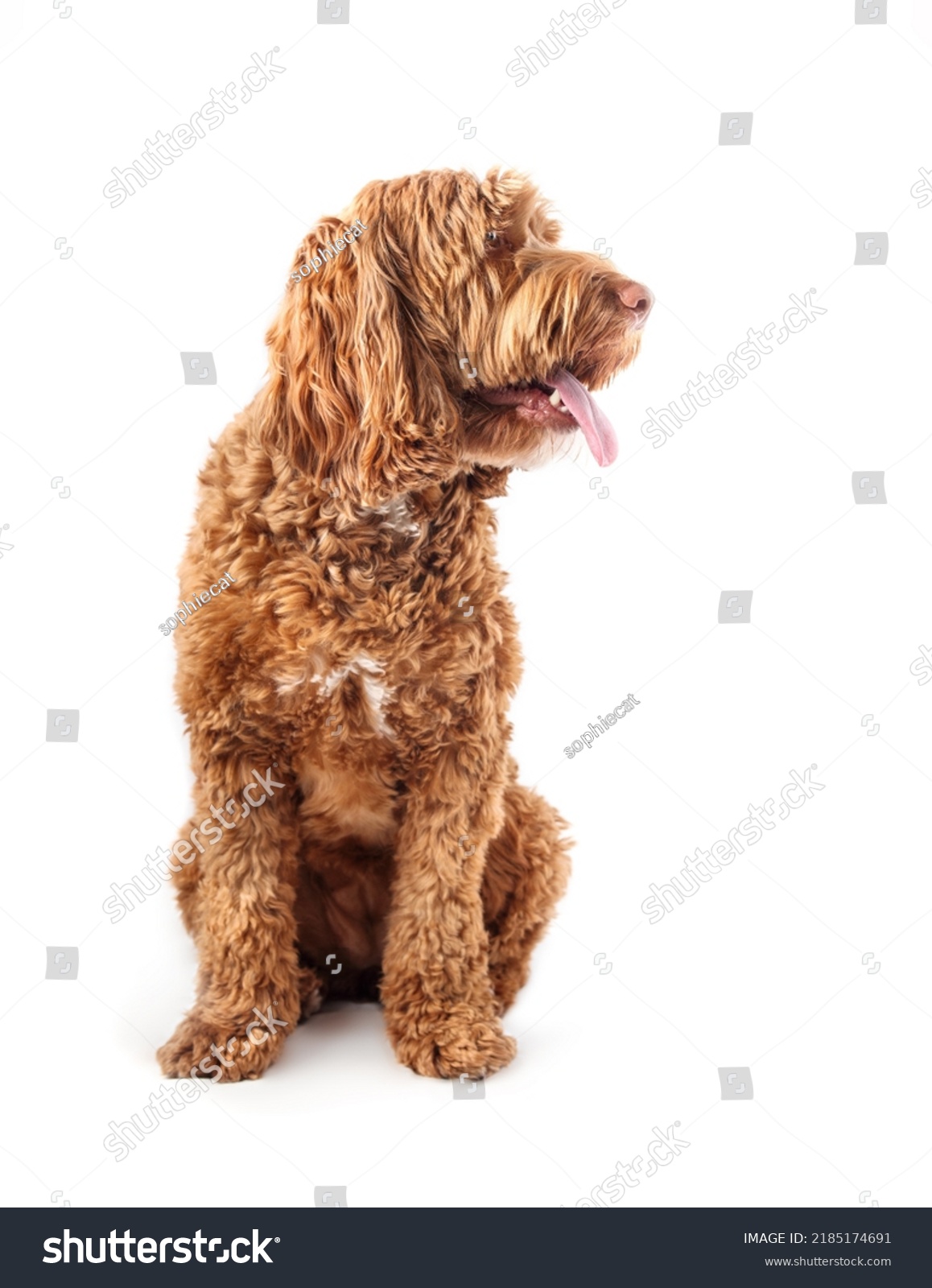 Isolated Dog Sitting Tongue Out While Stock Photo 2185174691 | Shutterstock