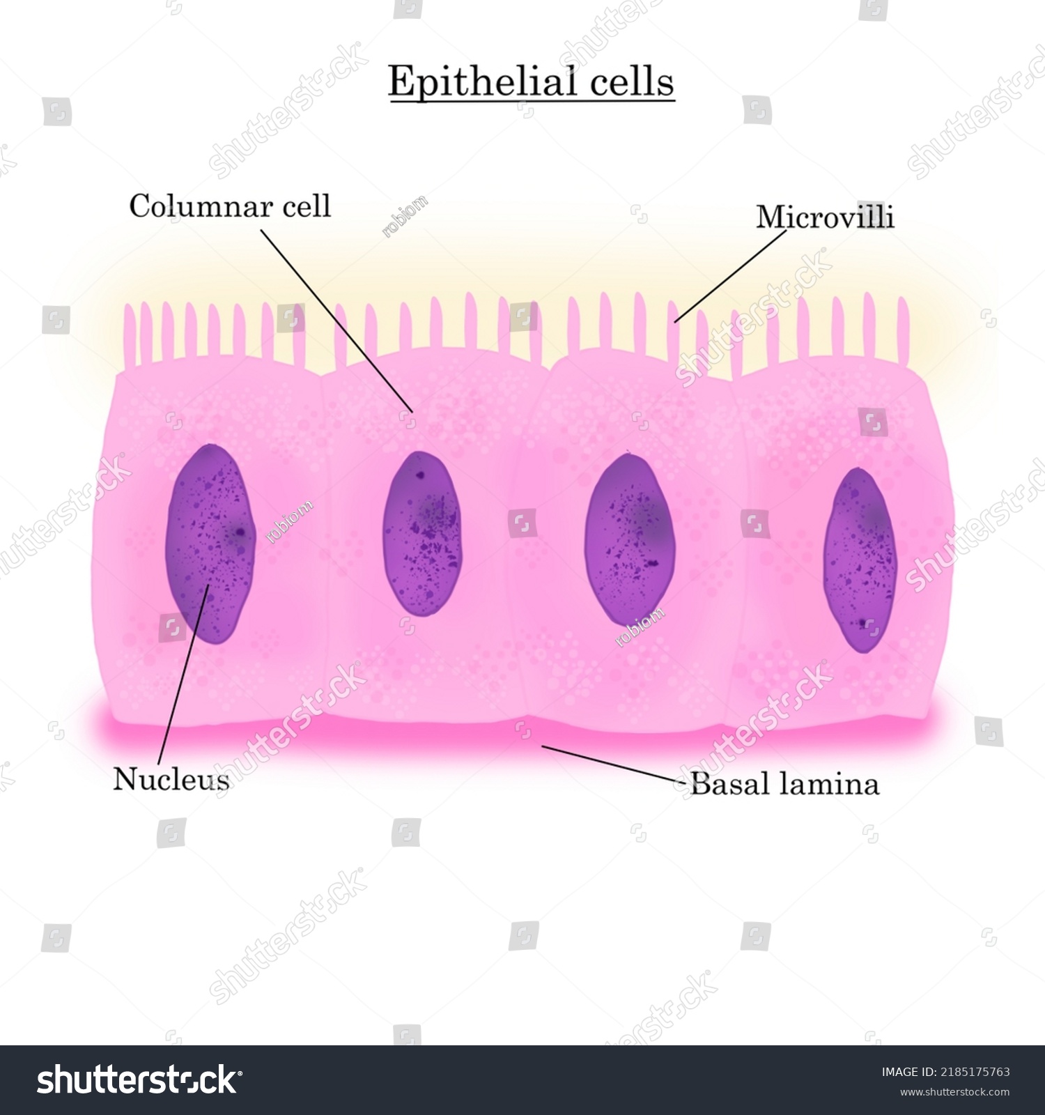 Columnary Epithelium This Image We See Stock Illustration 2185175763 ...