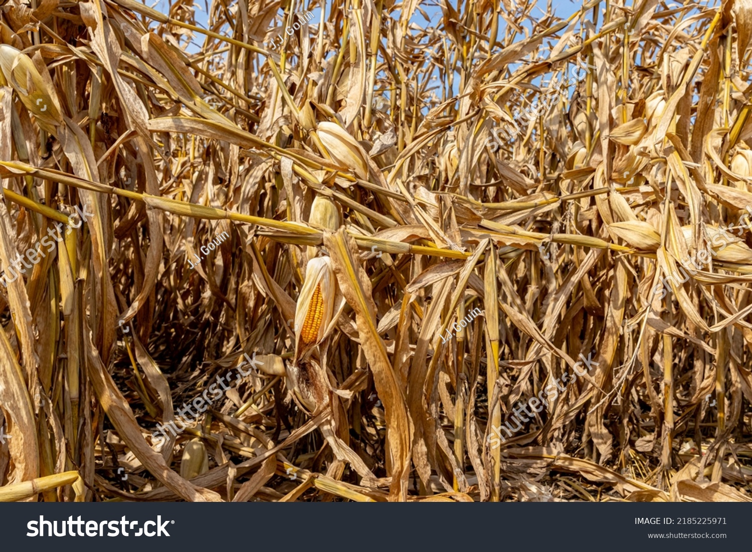 248 Broken Cornfield Images, Stock Photos & Vectors | Shutterstock