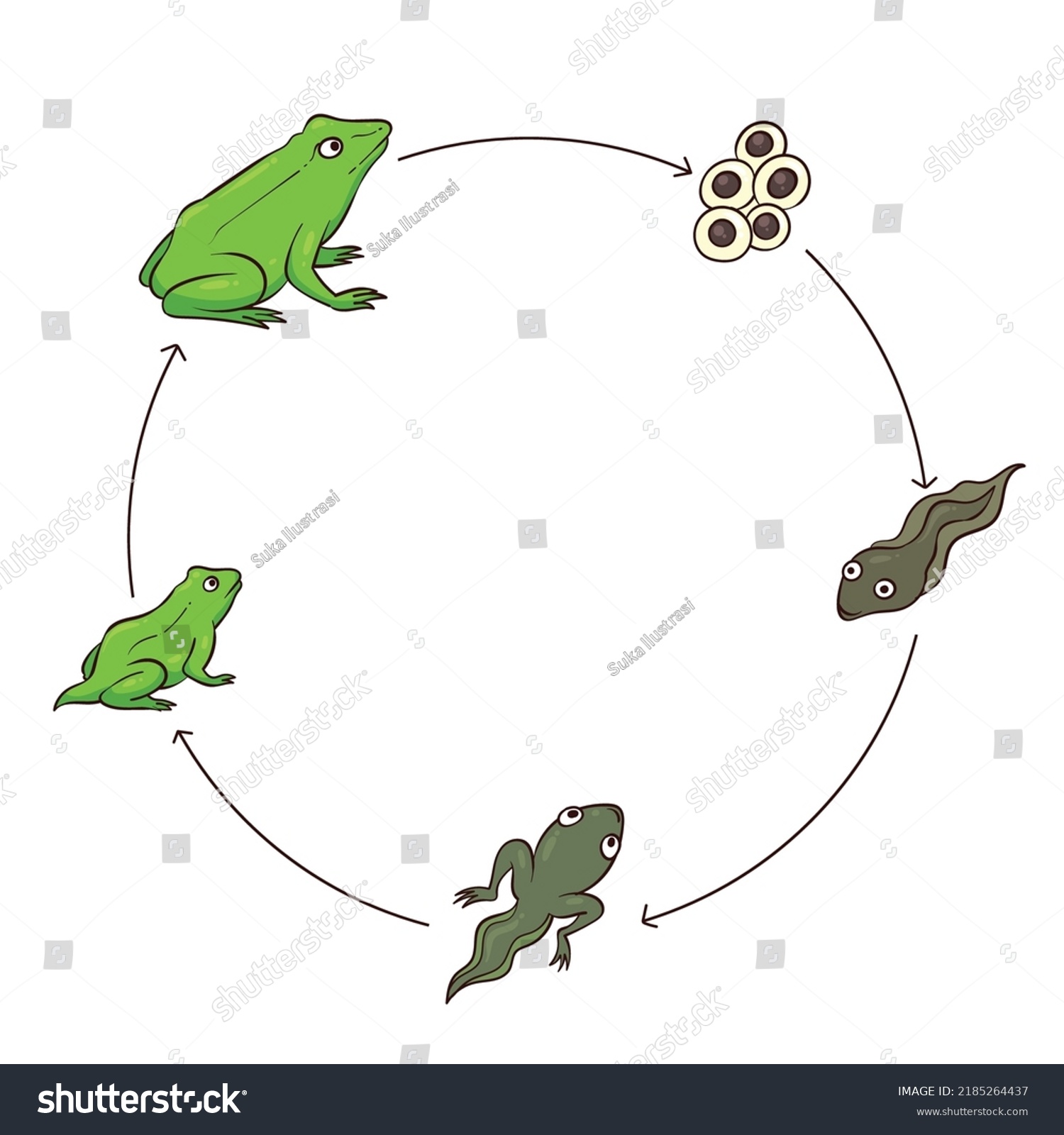 Illustration Metamorphosis Frogs Frog Metamorphosis Starts Stock Vector ...