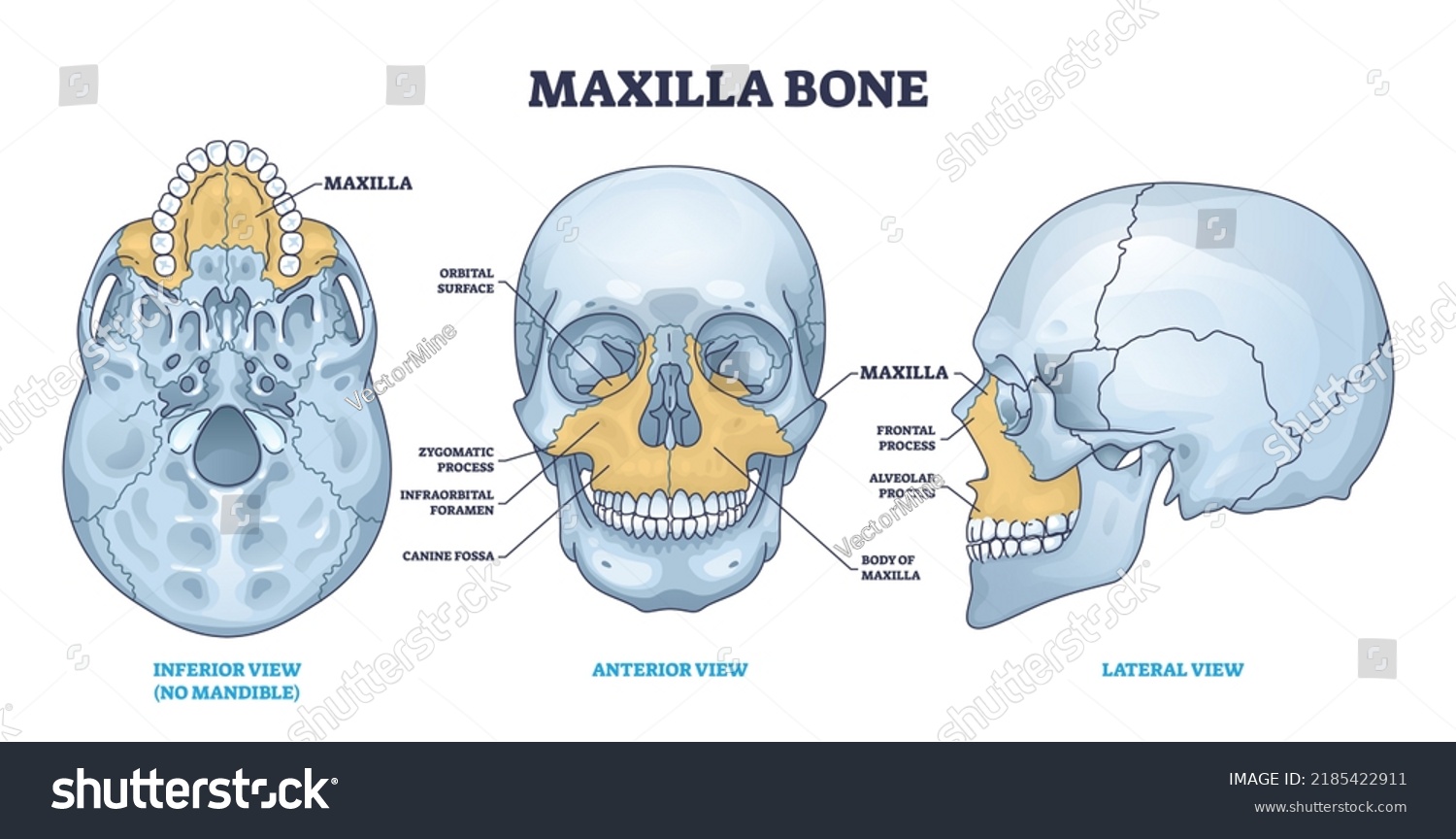 Maxilla Bone Detailed Structure Facial Skeleton Stock Vector (Royalty ...