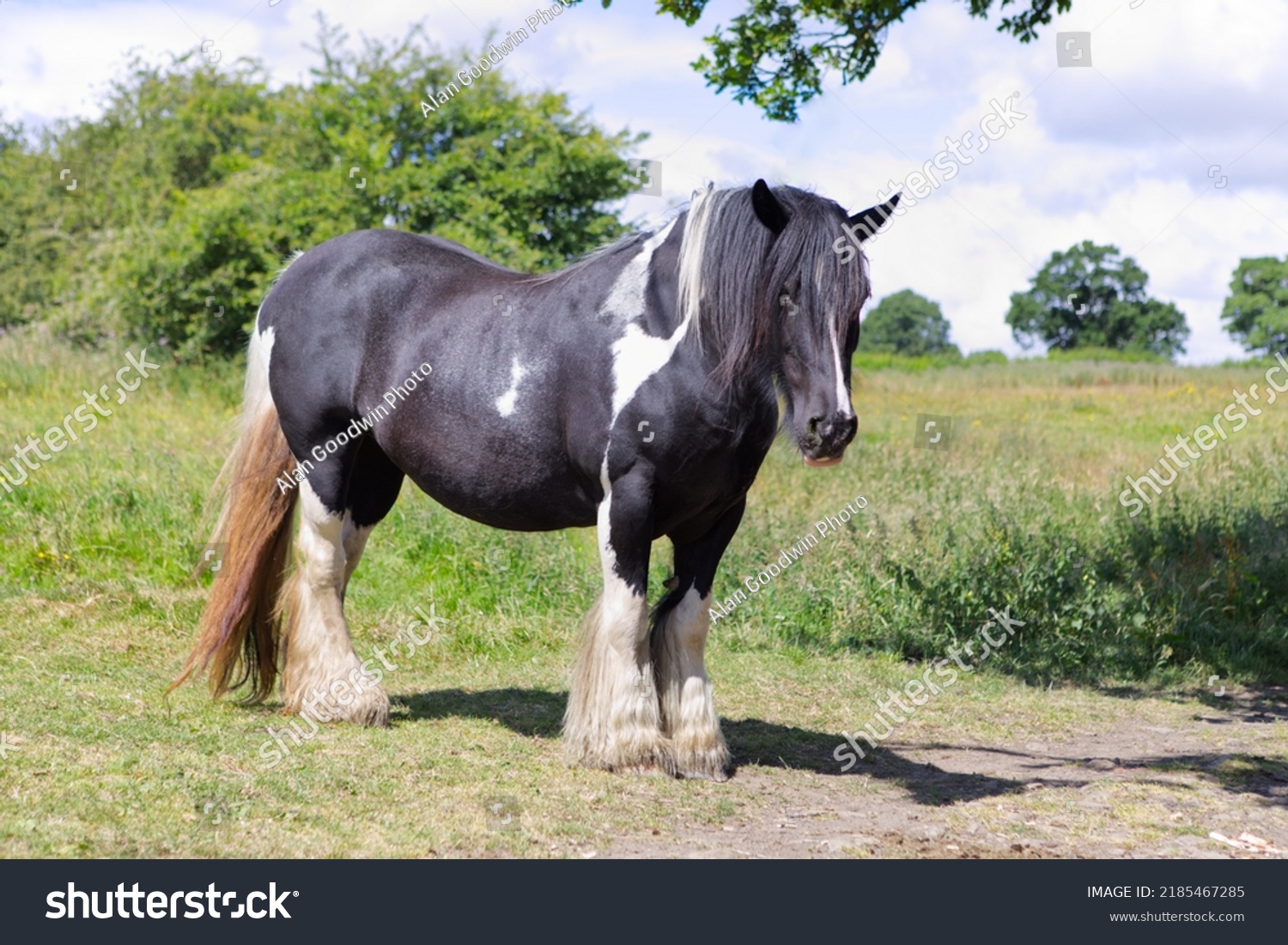 Shire Horse Large Horse Black White Stock Photo 2185467285 | Shutterstock