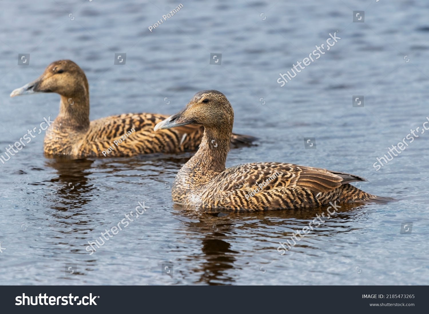 Common Eider St Cuthberts Duck Cuddys Stock Photo 2185473265 | Shutterstock