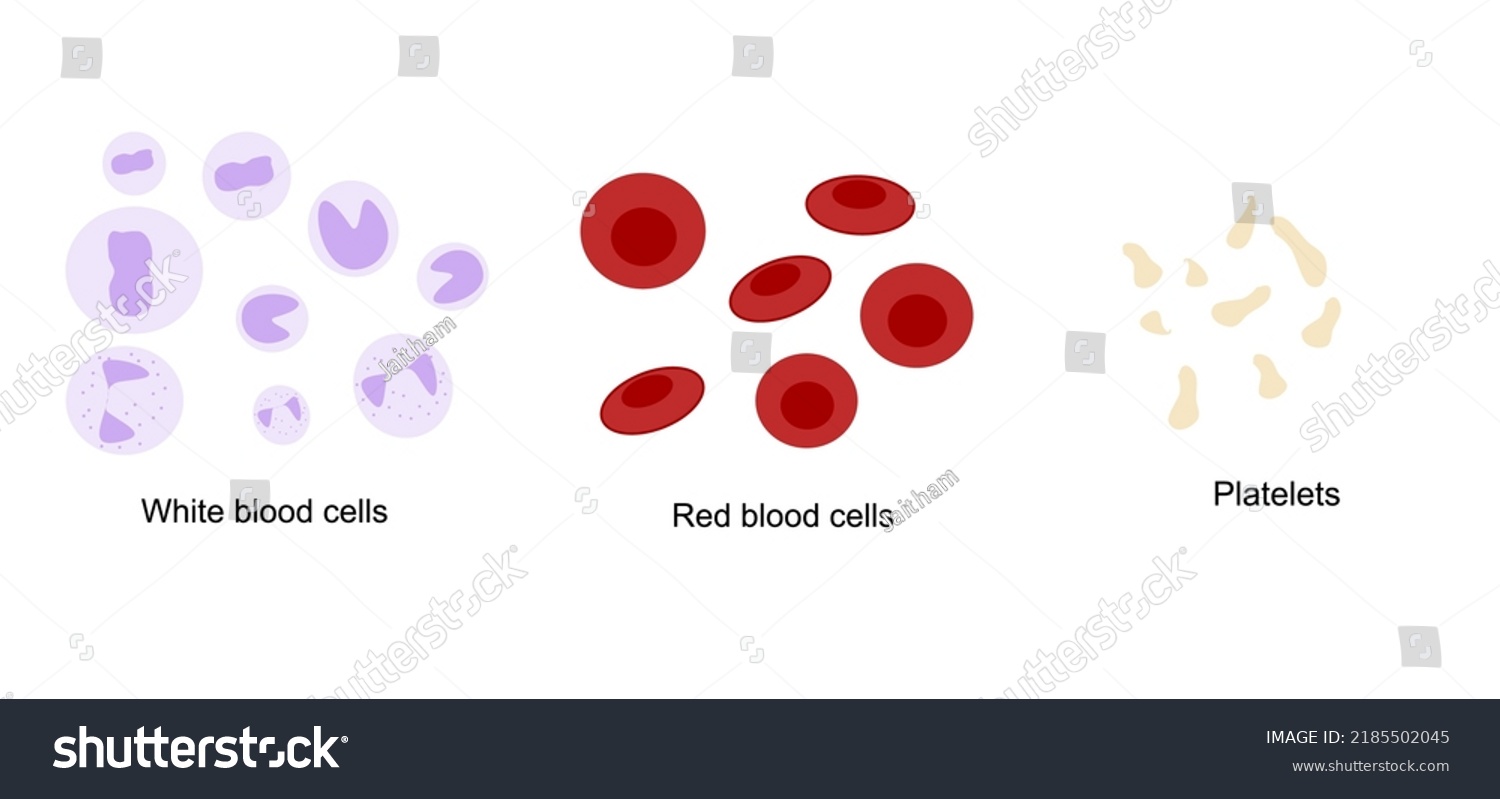 Classification Types Blood Cell Vessel Platelets Stock Vector (royalty 