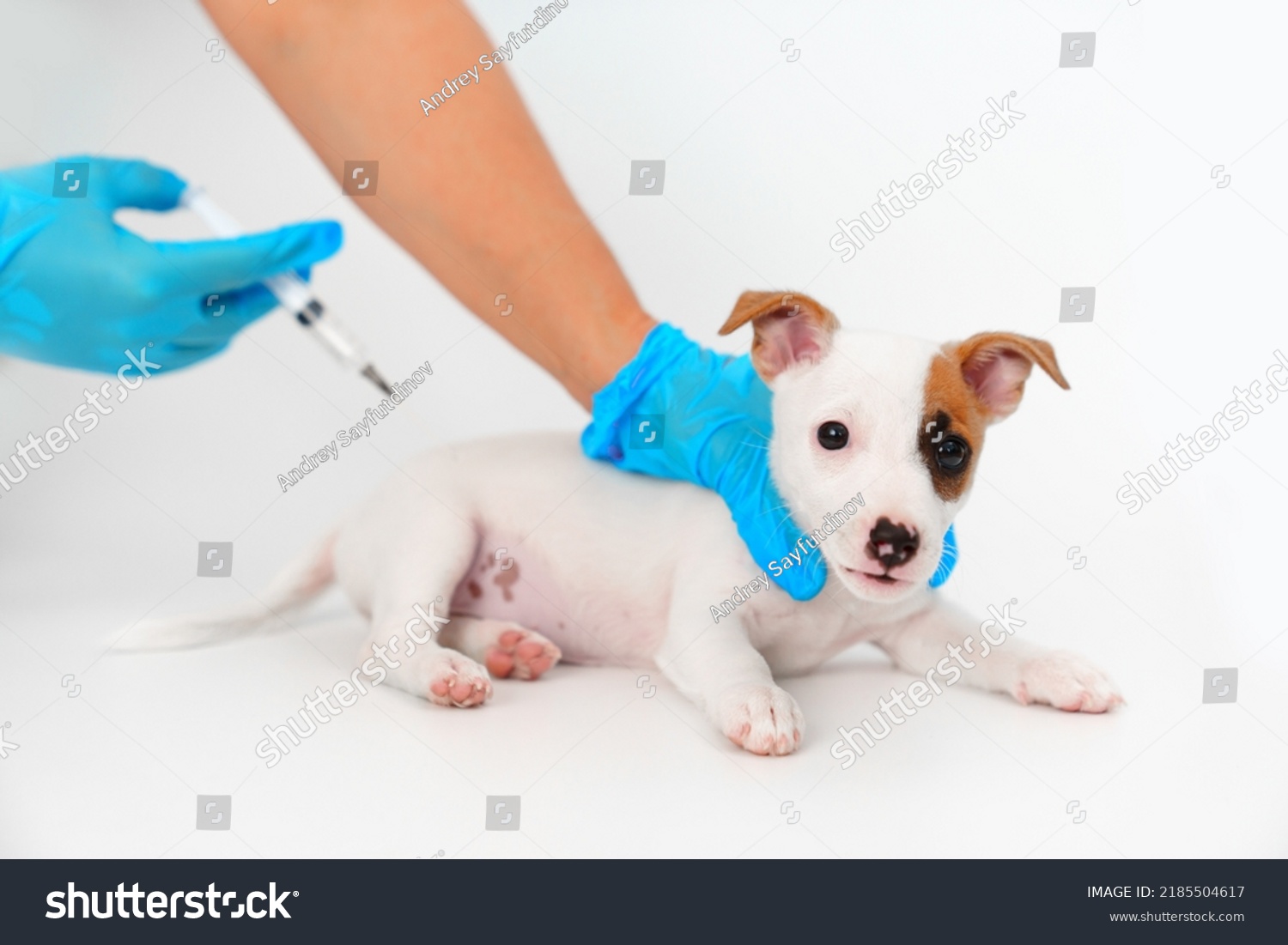 where do you give a dog an im injection