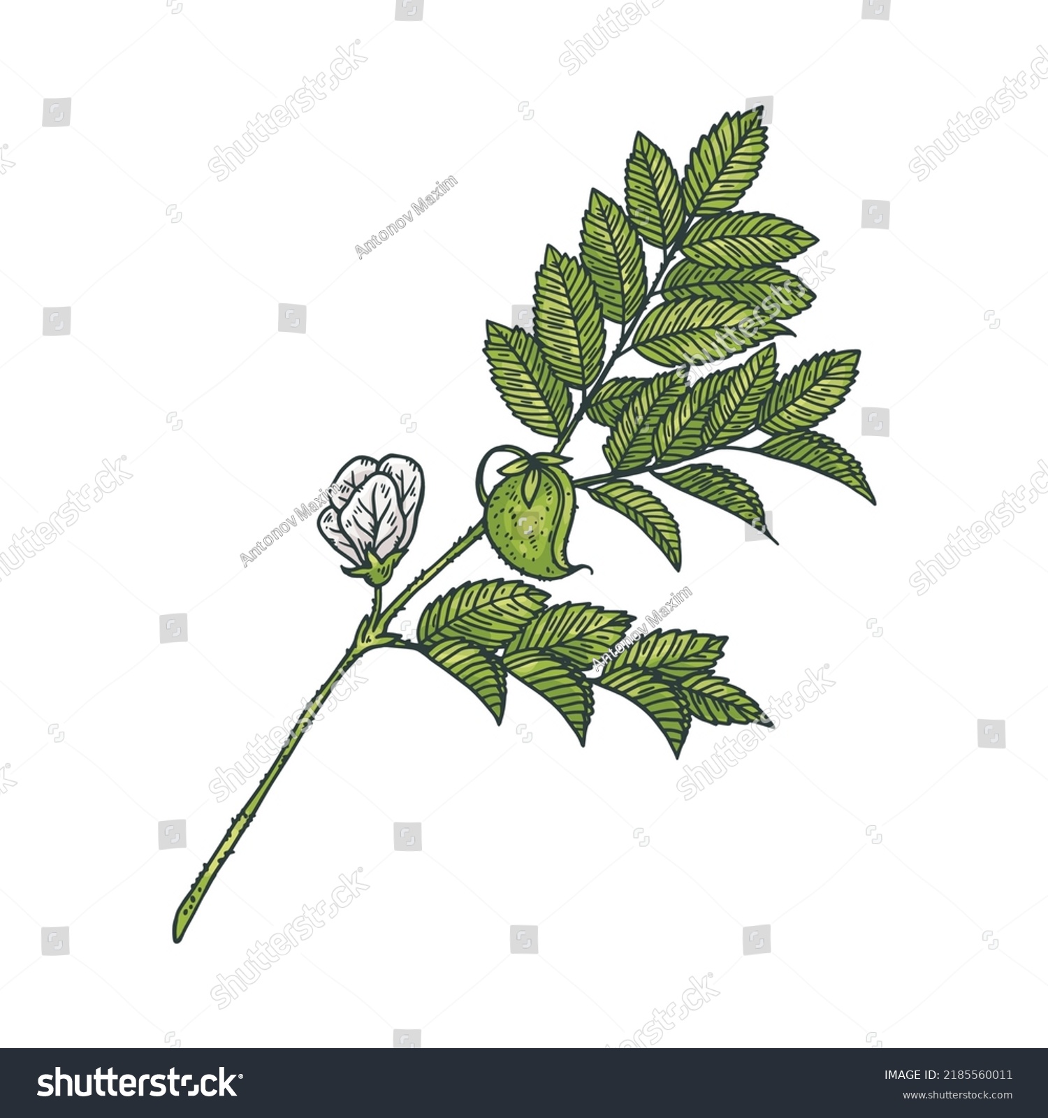 Flowering Chickpea Plant Green Leaves Flowers Stock Vector (Royalty ...