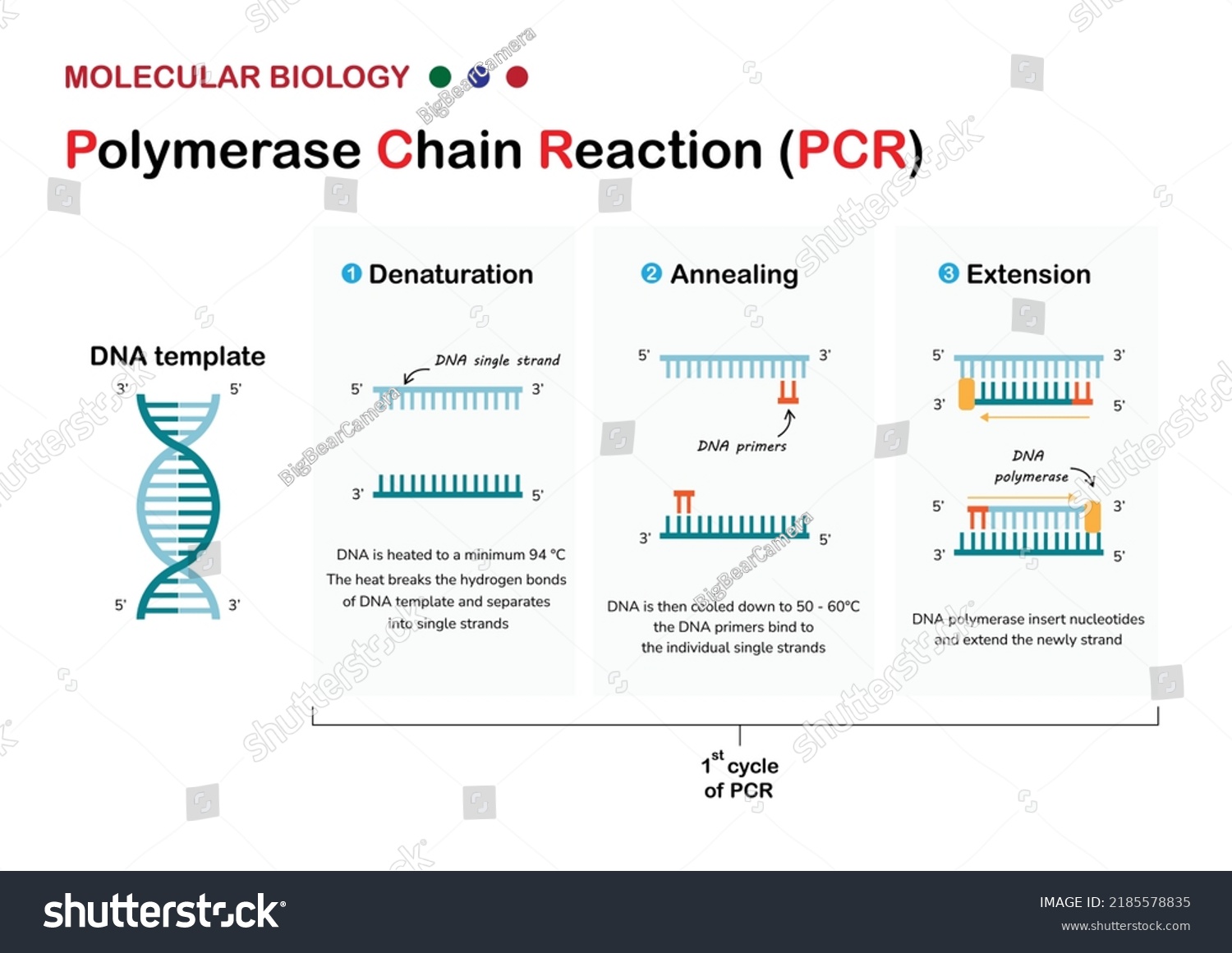 Polymerase Chain Reaction Simple