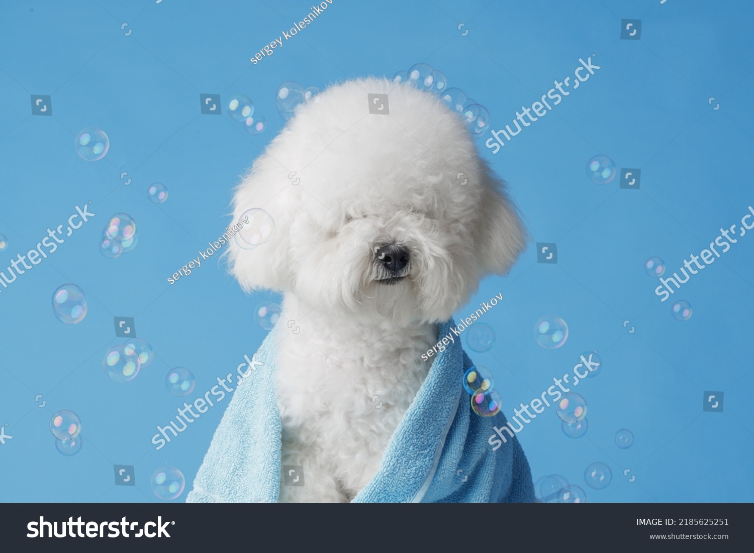 how do you bathe a bichon frise puppy