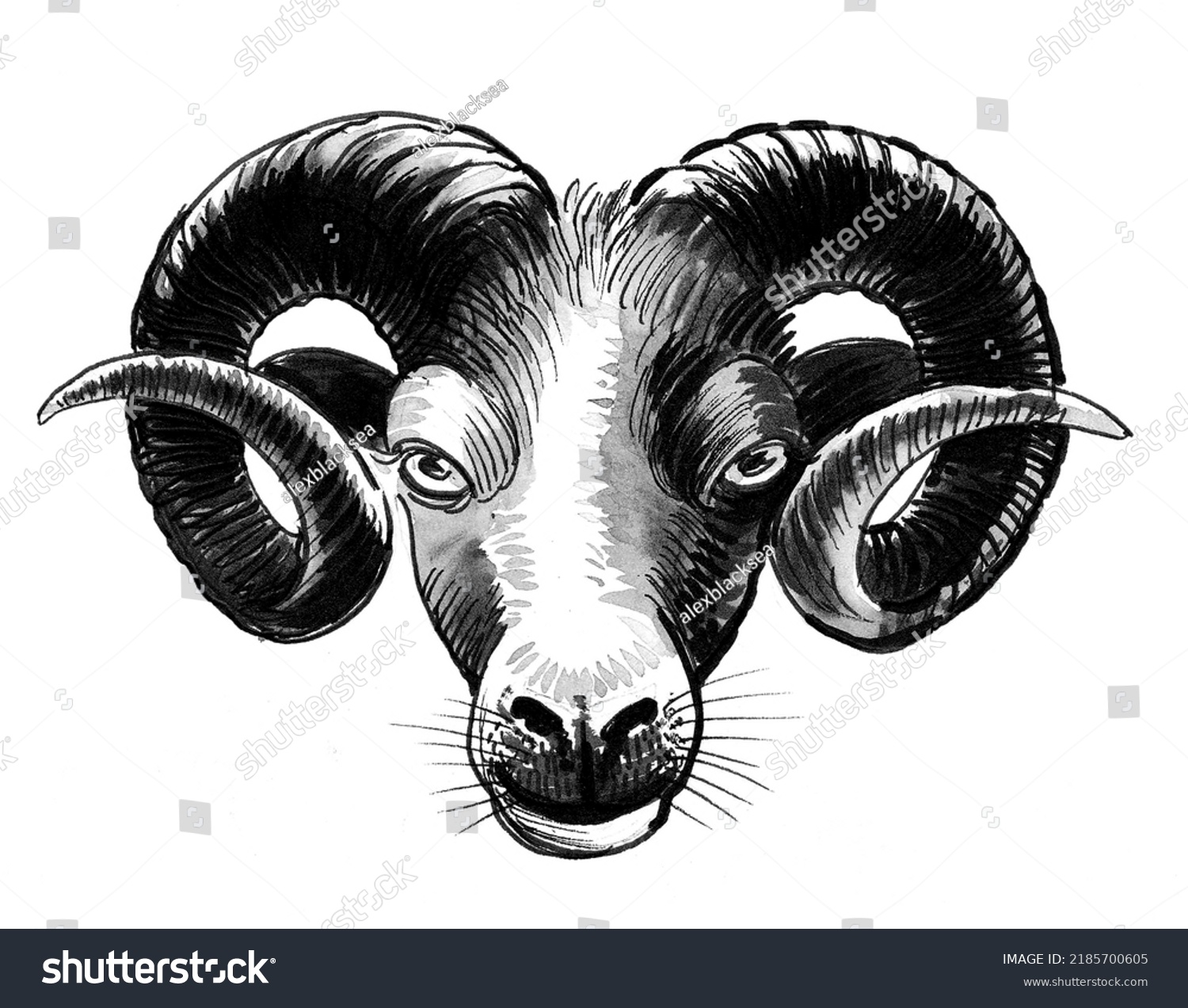 Ram Head Ink Black White Drawing Stock Illustration 2185700605 ...