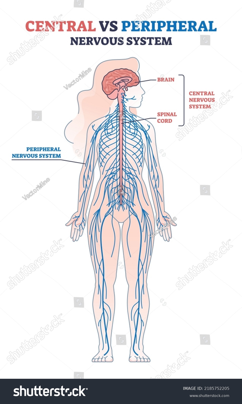 Central Vs Peripheral Nervous System Anatomy Stock Vector Royalty Free Central Vs Peripheral Nervous System Anatomy Stock Vector Royalty Free