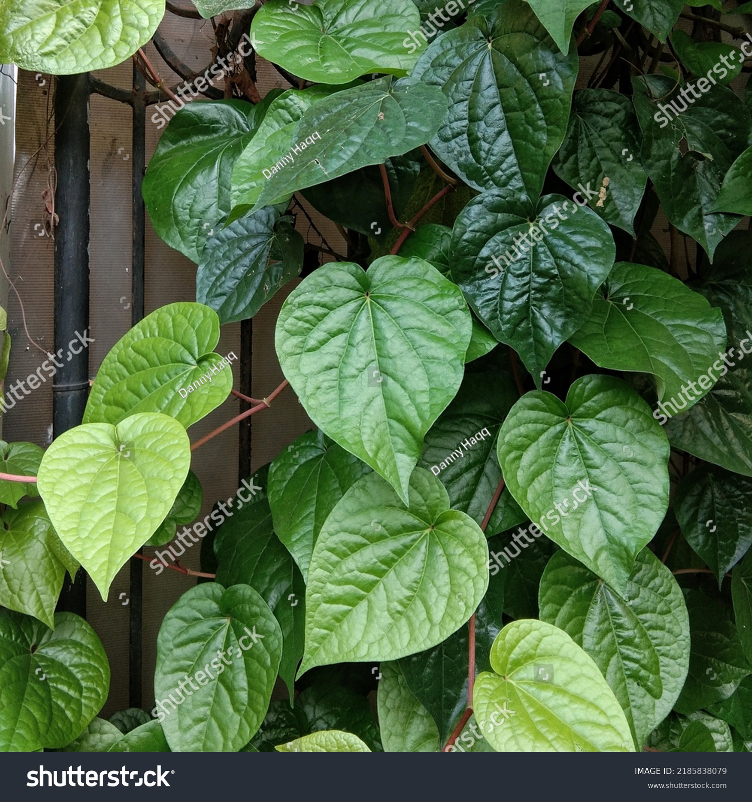 Betel Leaf Plants Traditional Medicinal Plants Stock Photo 2185838079 ...